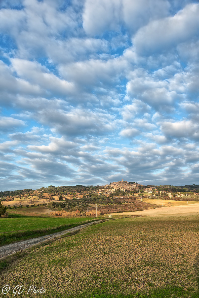 Sheep on the village