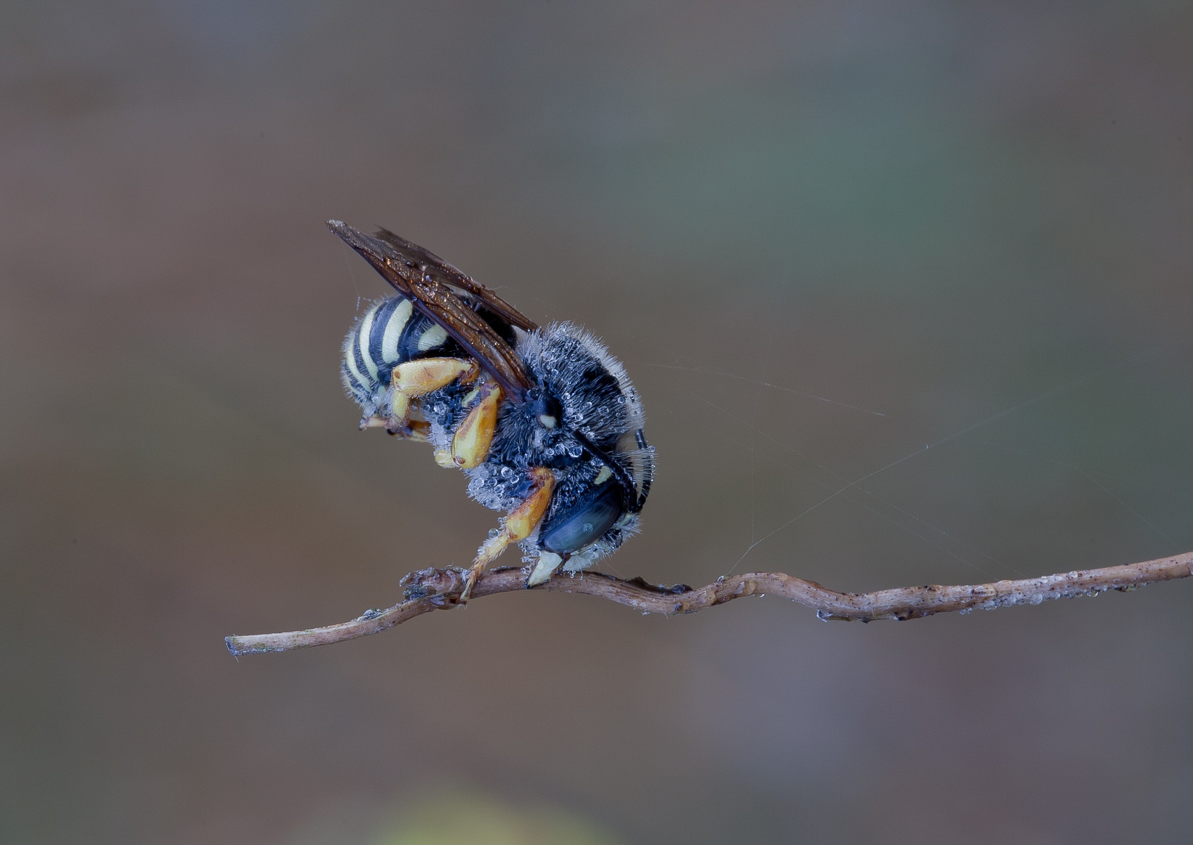 Hymenoptera Megachilidae Anthidiellum
