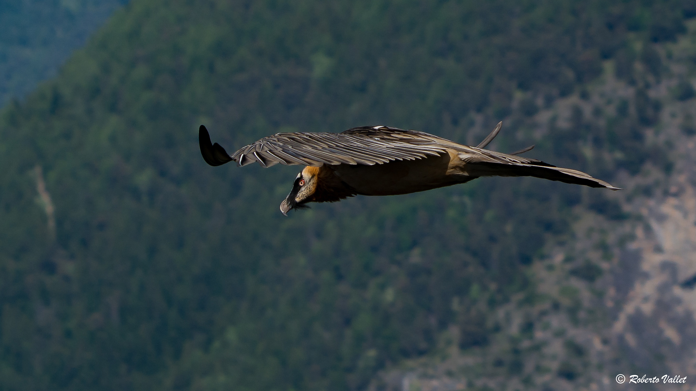 ... It is a parasailing ...
