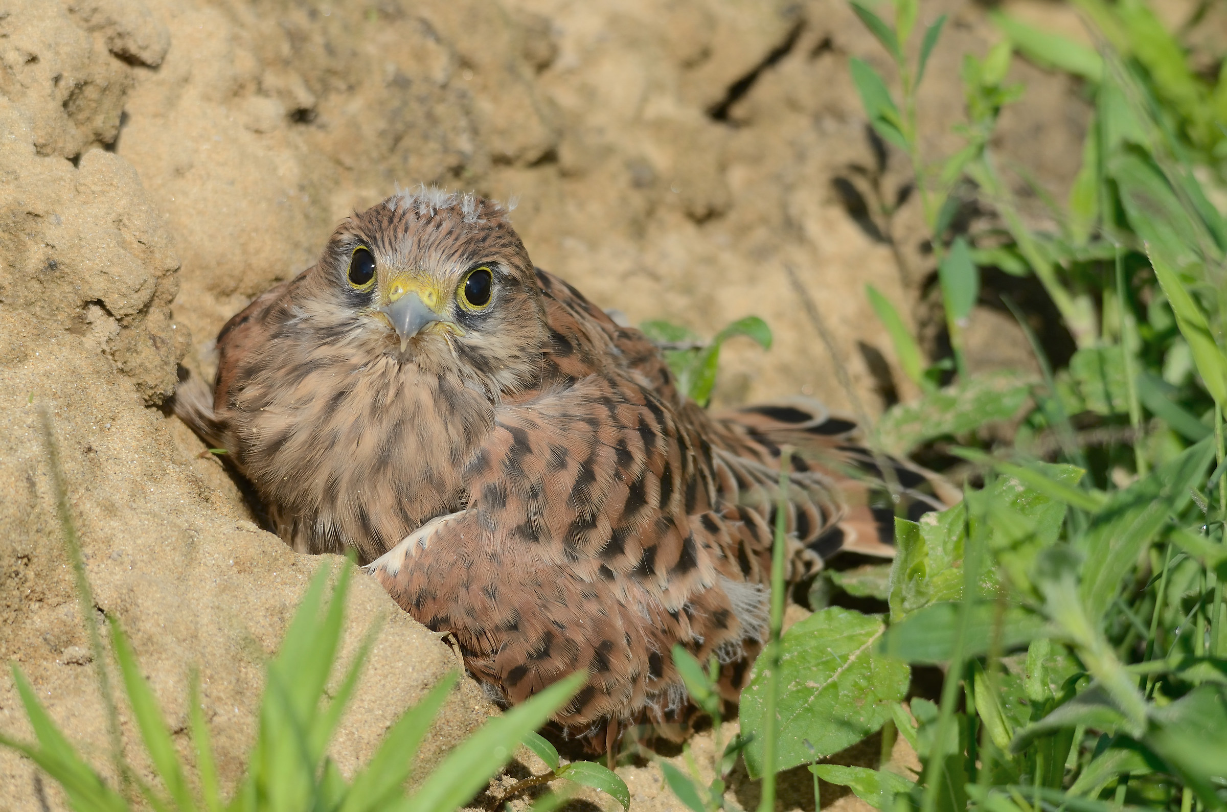 piccolo di gheppio 2