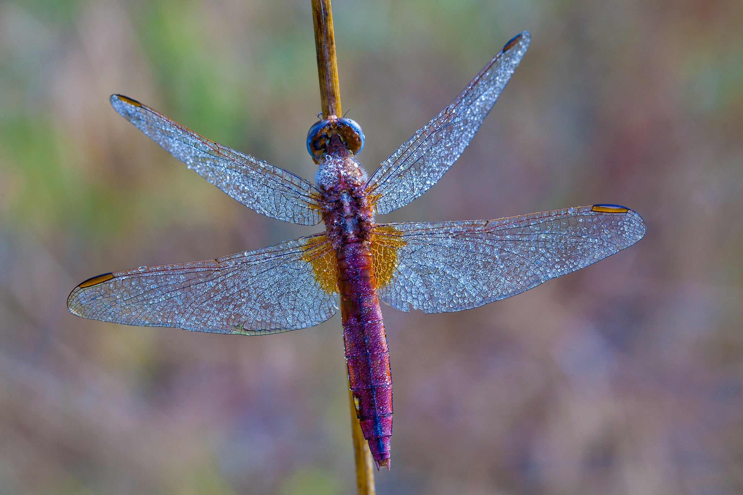Sympetrum s., In the early morning light
