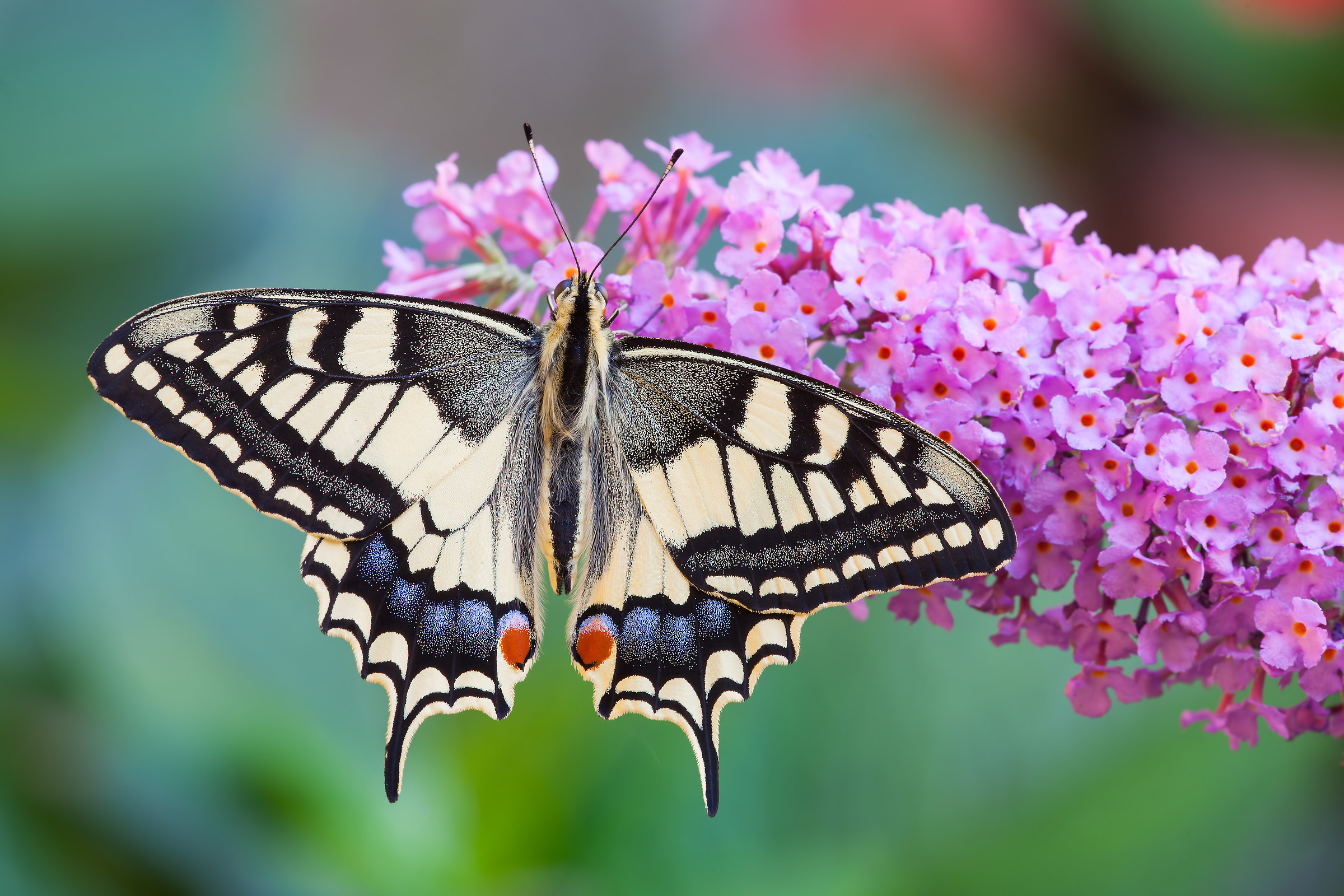 Just before flying away