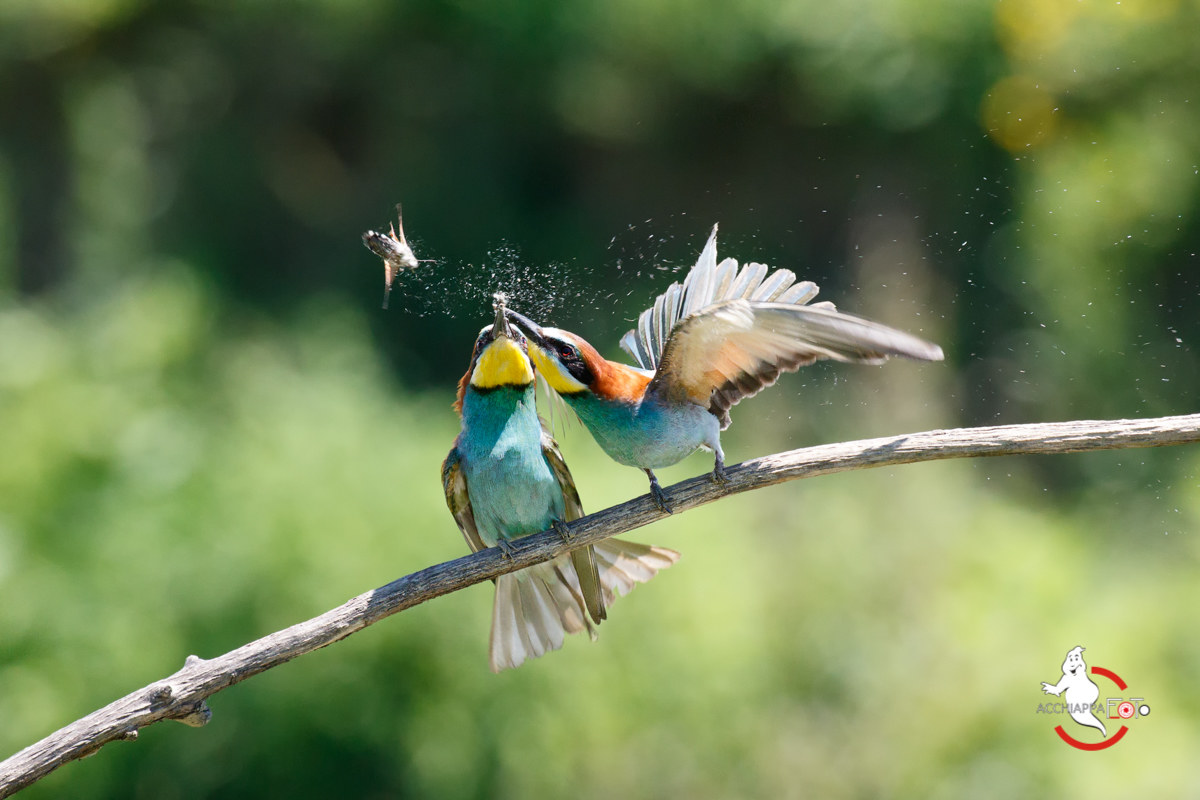 La Sfinge Colibrì si salva dai gruccioni...