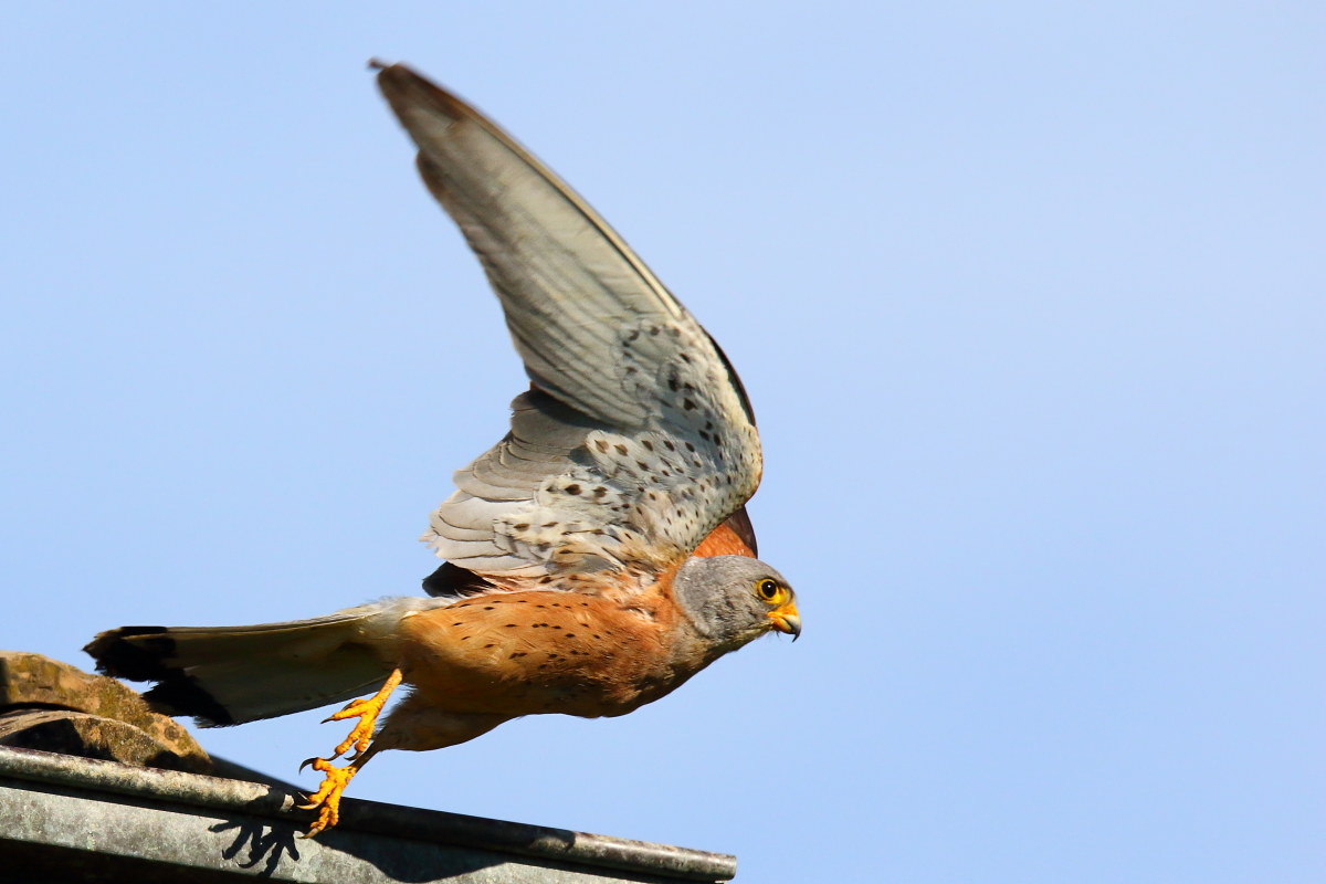 Lesser kestrel