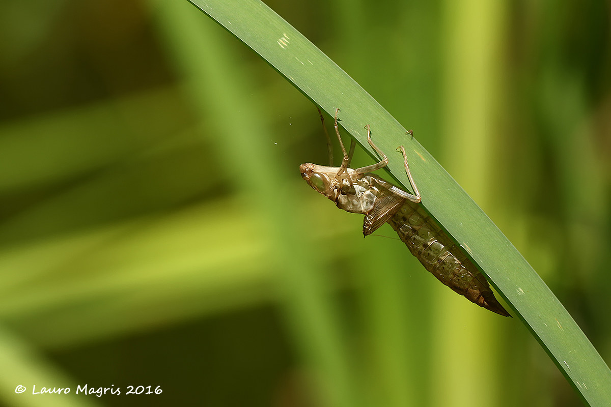 Pupa di libellula
