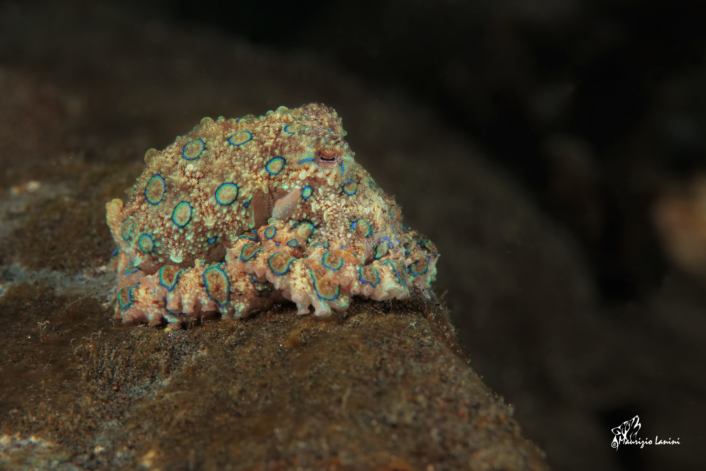 Blue-ringed octopus (HD)