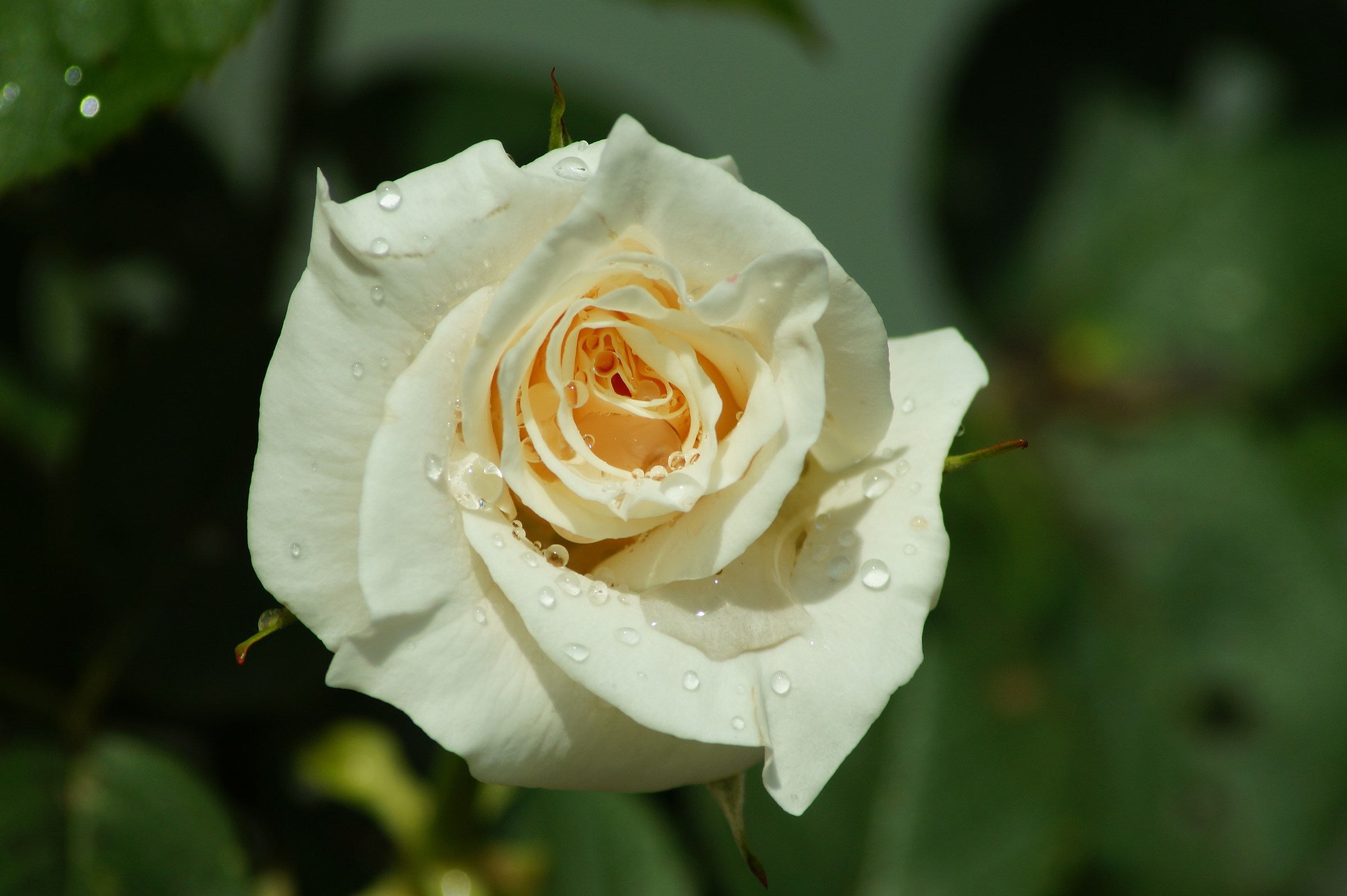 White Rose