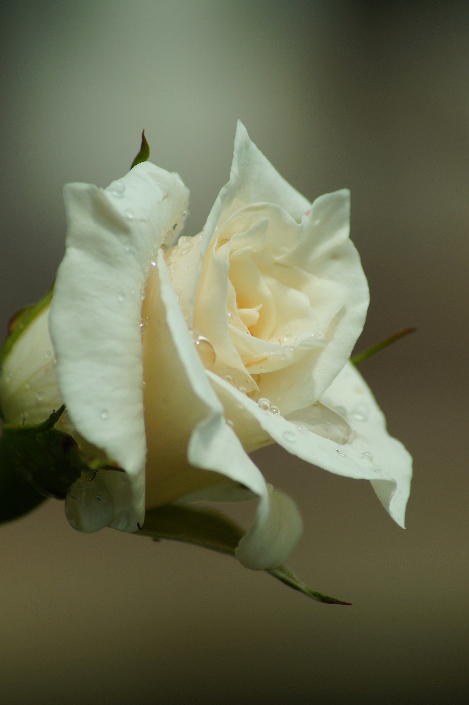 White Rose 2