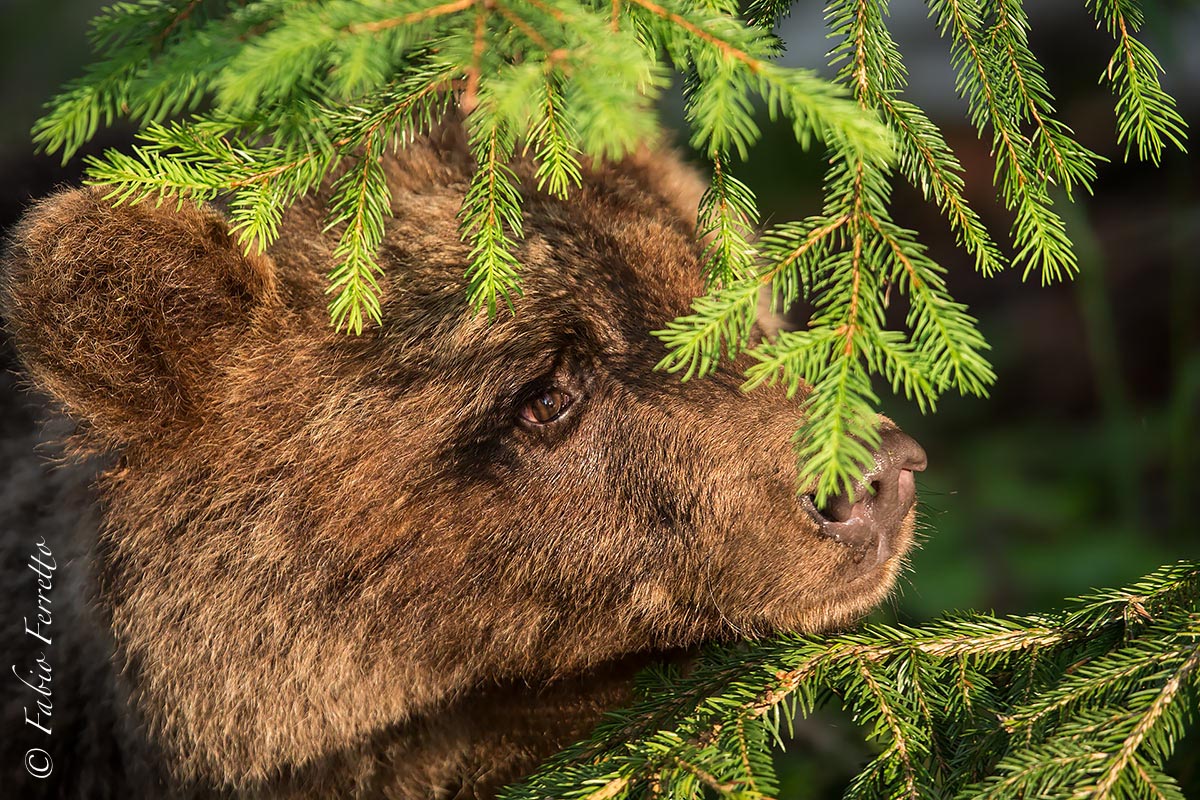 Tra gli aghi di pino