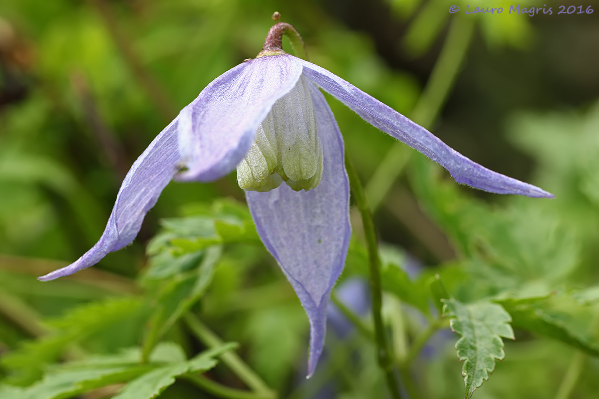 clematis aplina