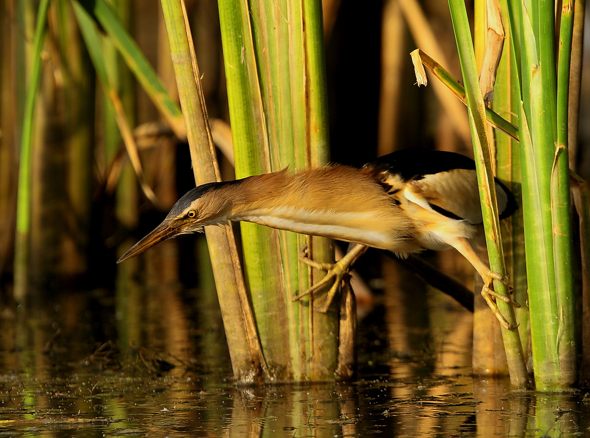 tarabusino maschio in caccia
