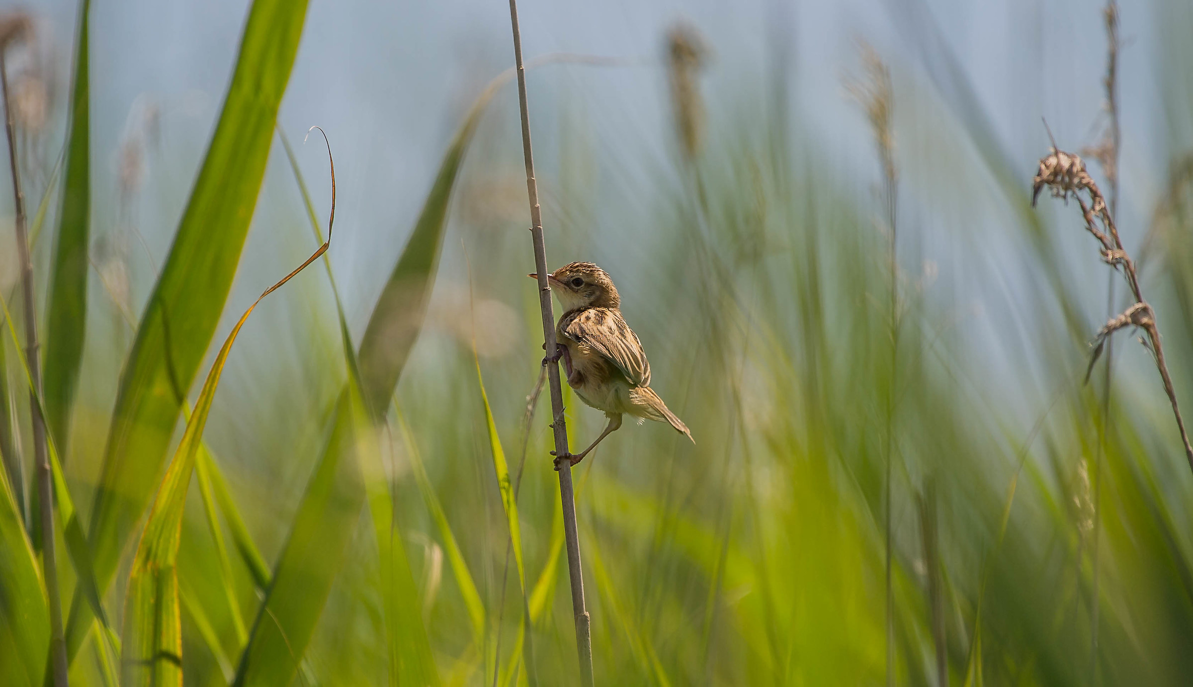 reed warbler