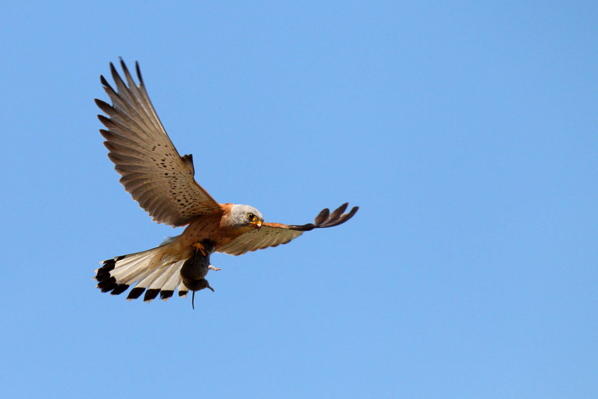Lesser Kestrel with prey