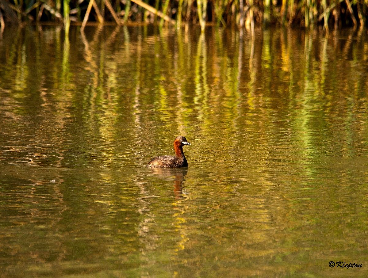 Little Grebe