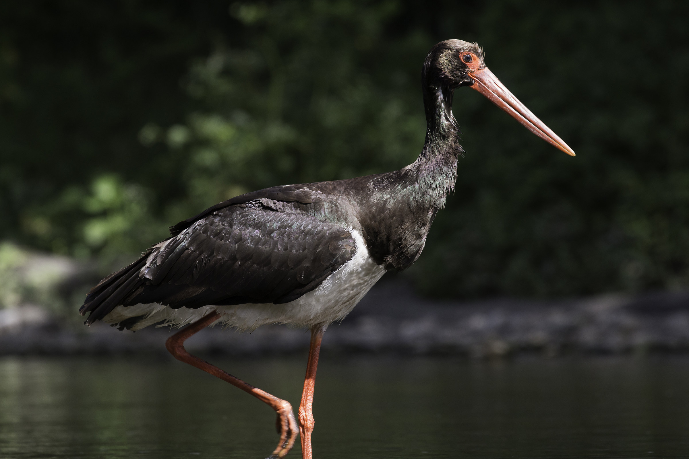 Black Stork