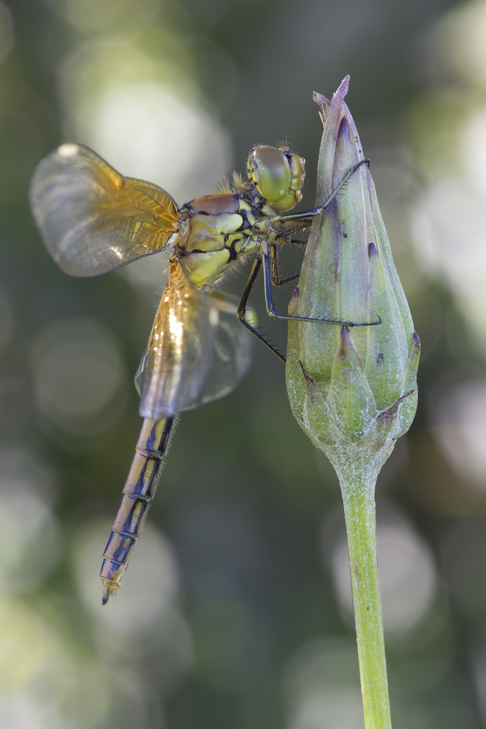Sympetrum flaveolum - Pixel shift