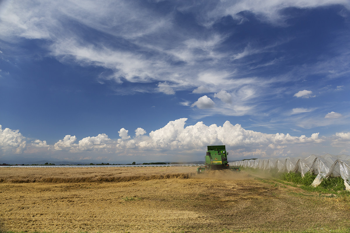 What do you know of a cornfield ...