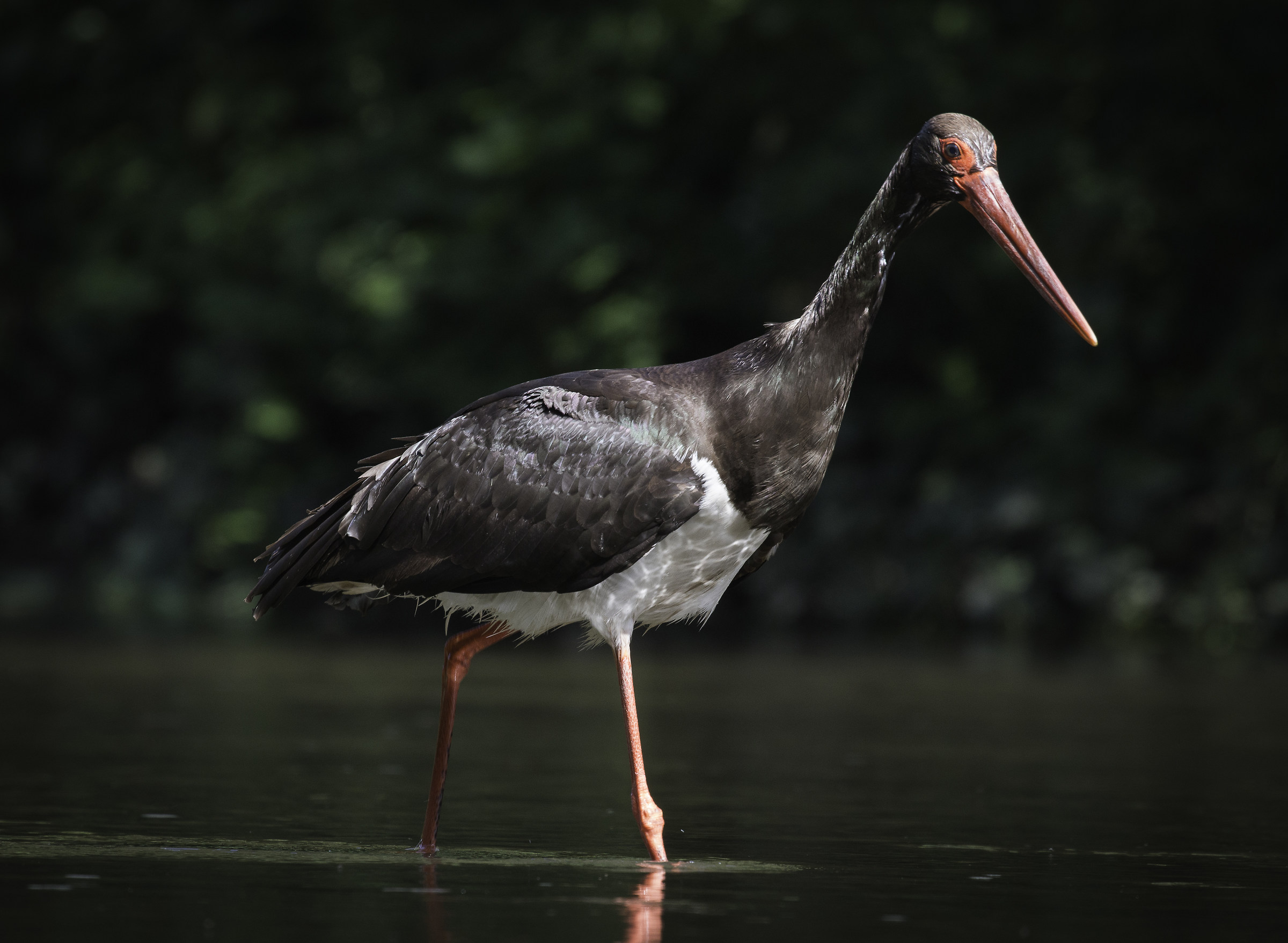 Black Stork 2