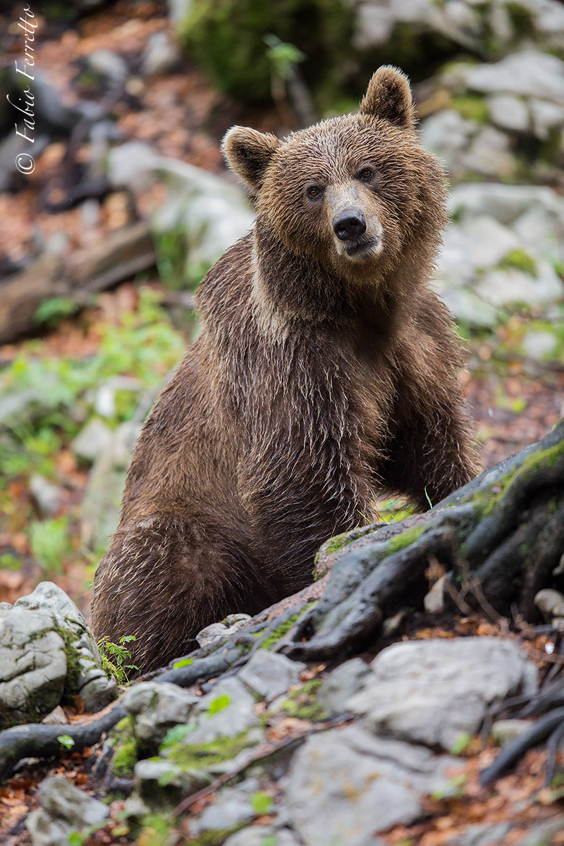 Bagnata dalla pioggia