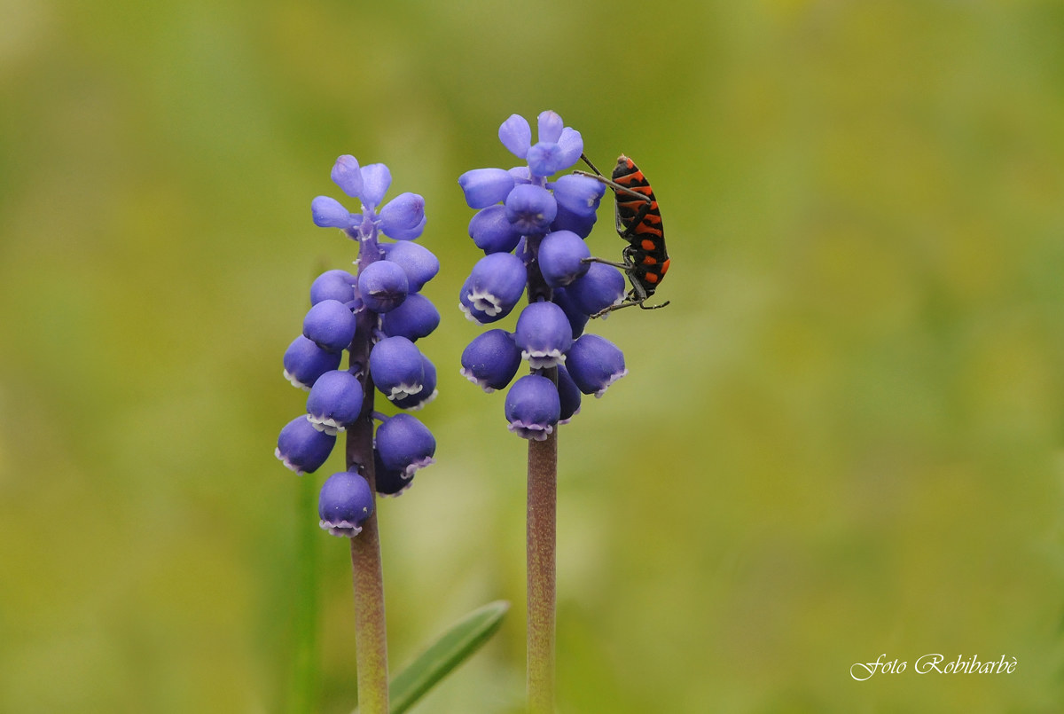 A spasso sul Muscari atlanticum...