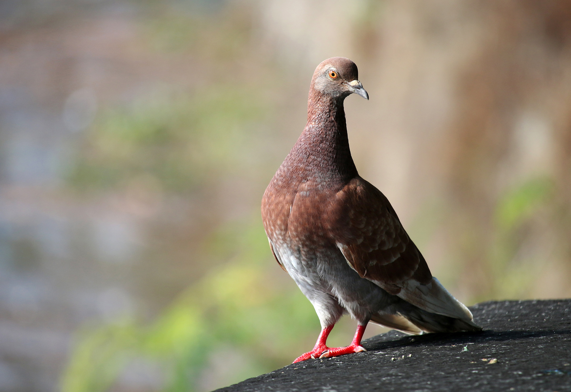 pigeon red