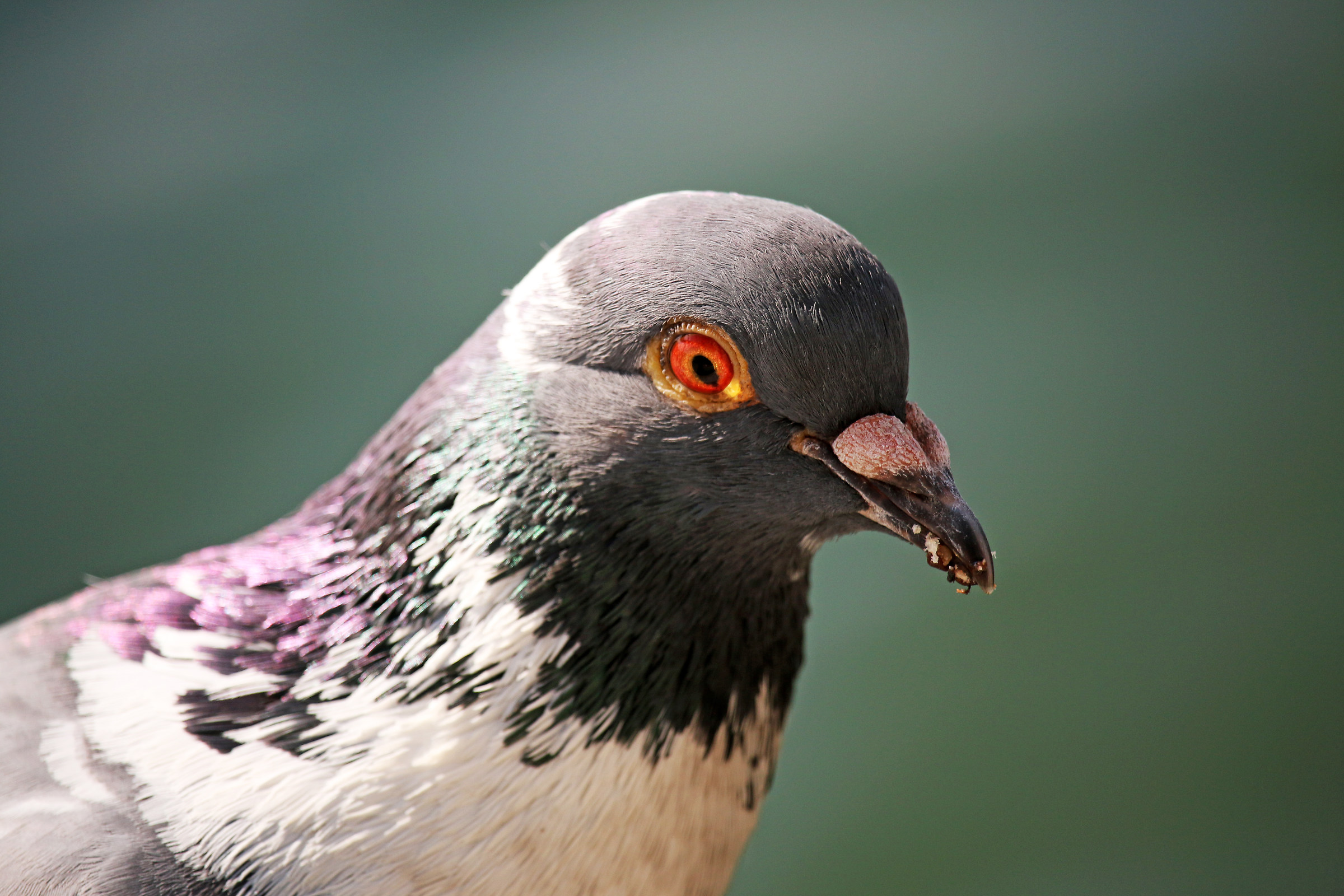 Pigeon