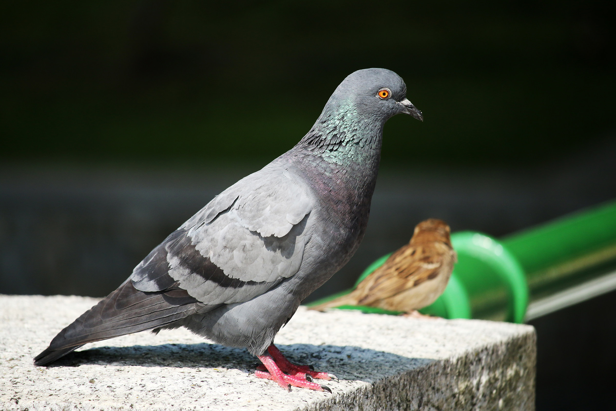 Pigeon