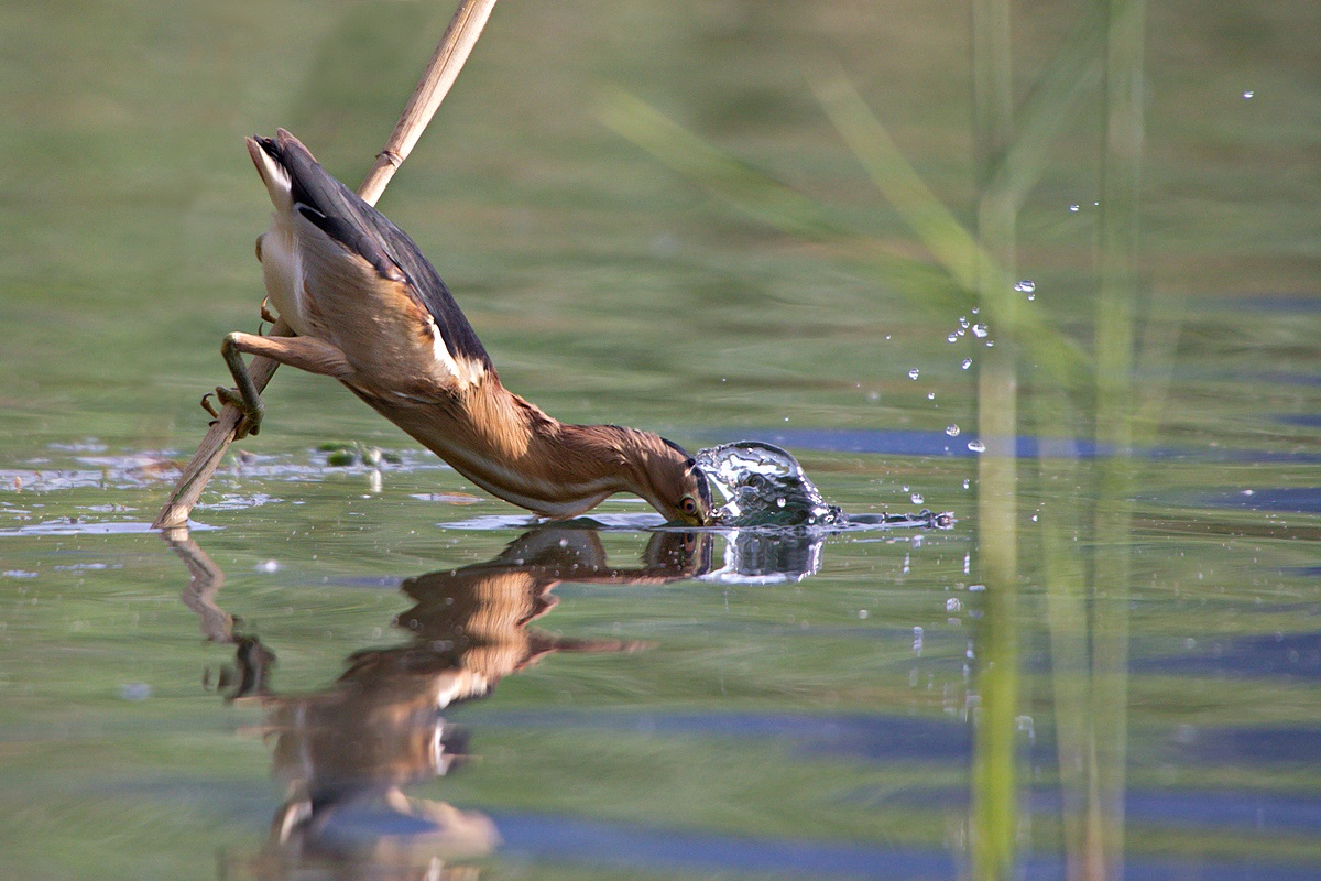 tarabusino (Ixobrychus minutus)