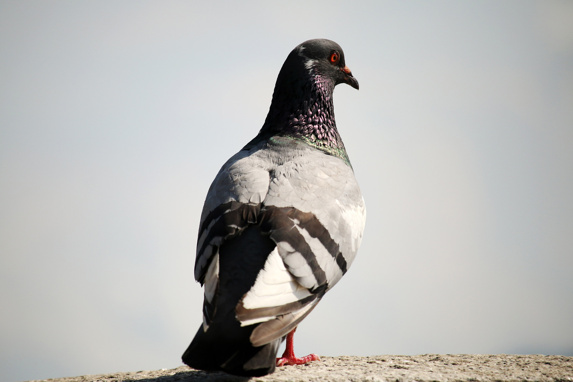 Pigeon