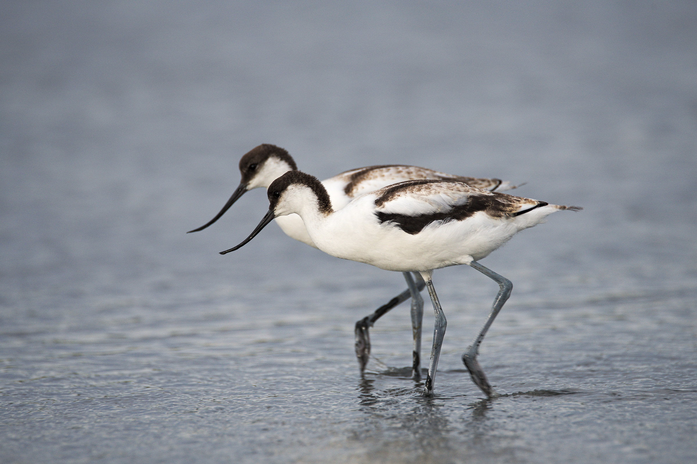 small avocets