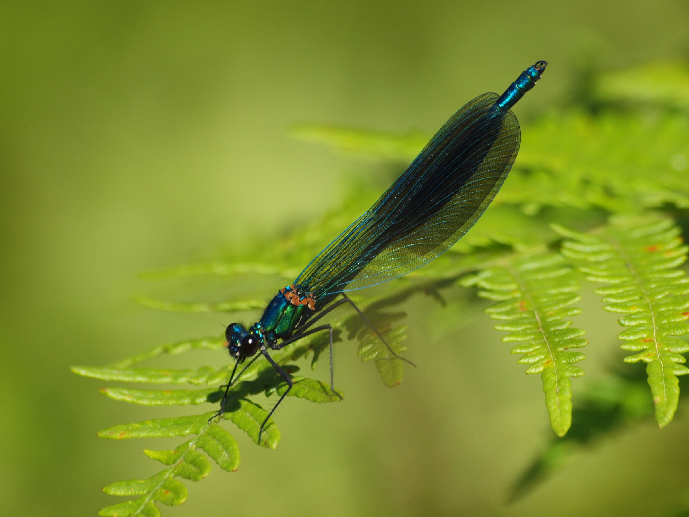 Calopteryx Splendes