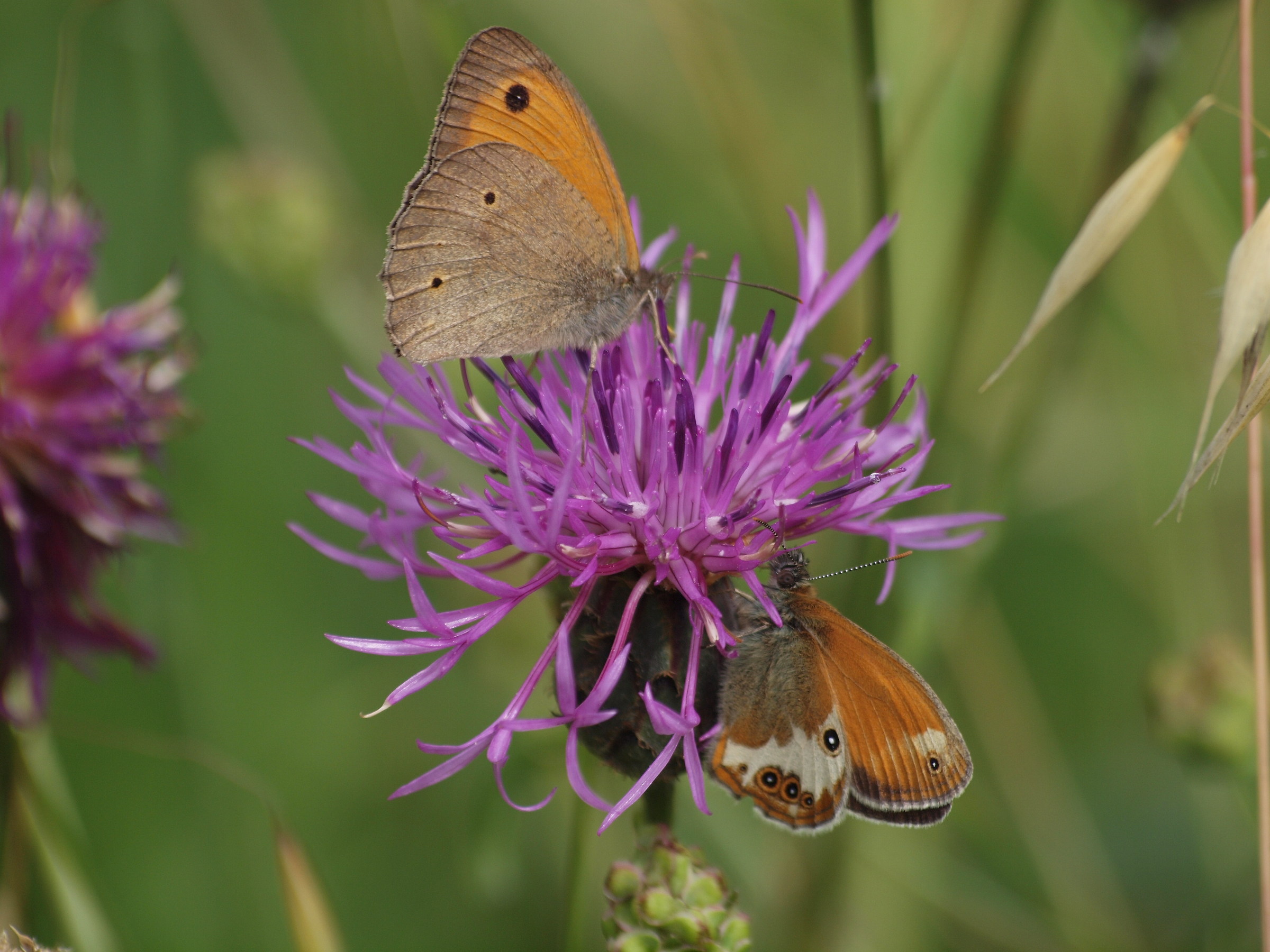 Couple of butterflies
