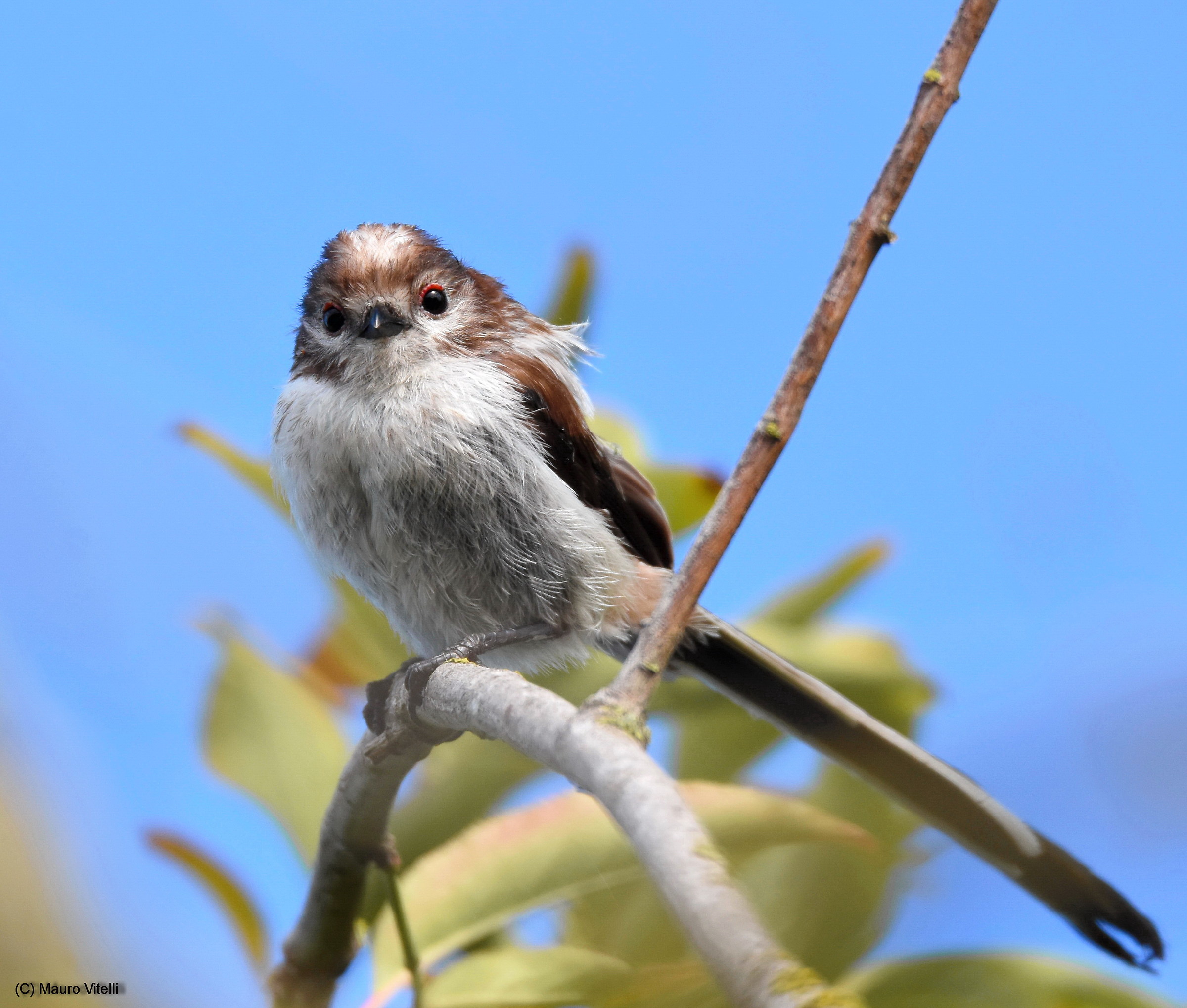 Long-tailed Tit