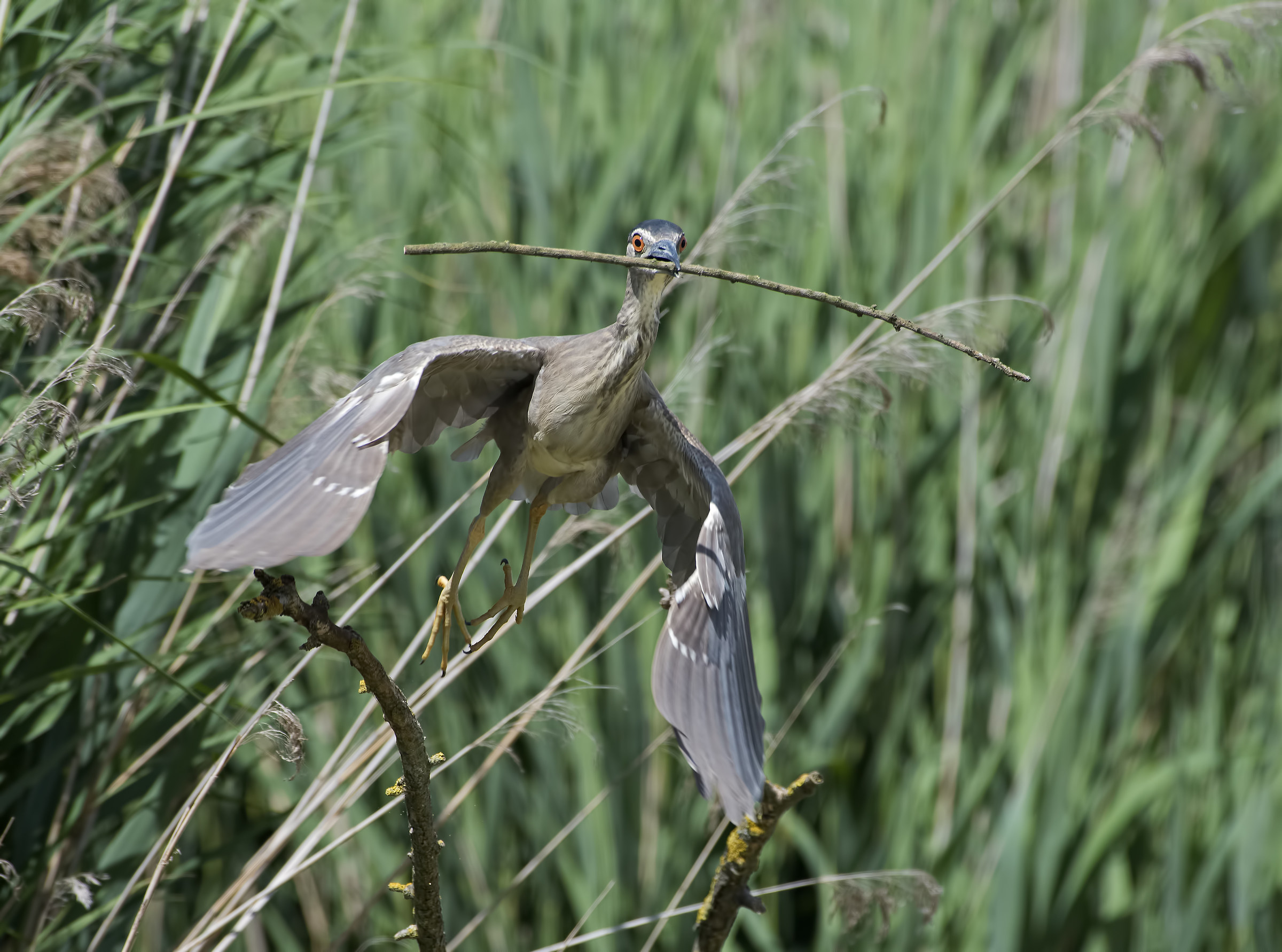 Building material transport!