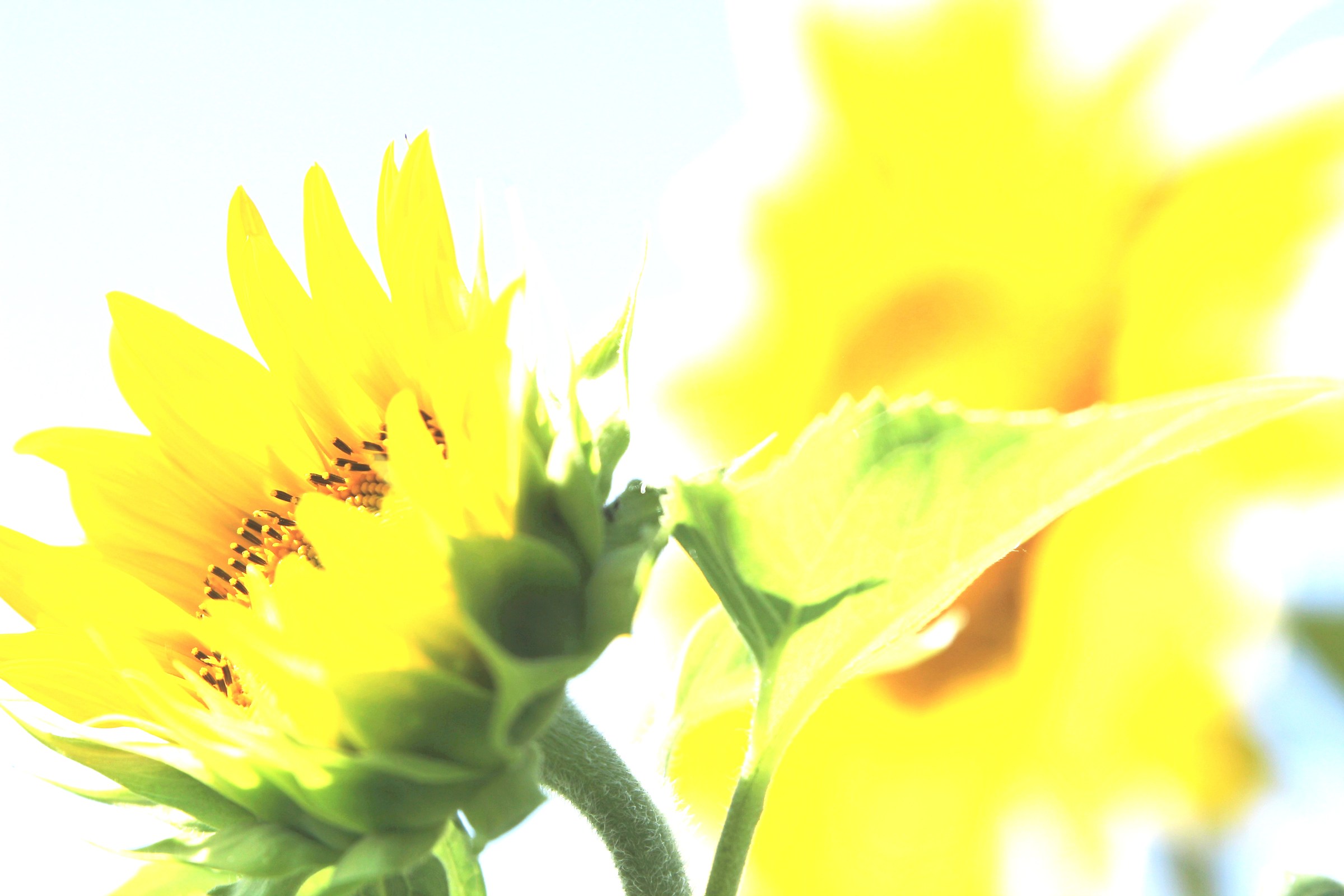 sunflowers in the sun
