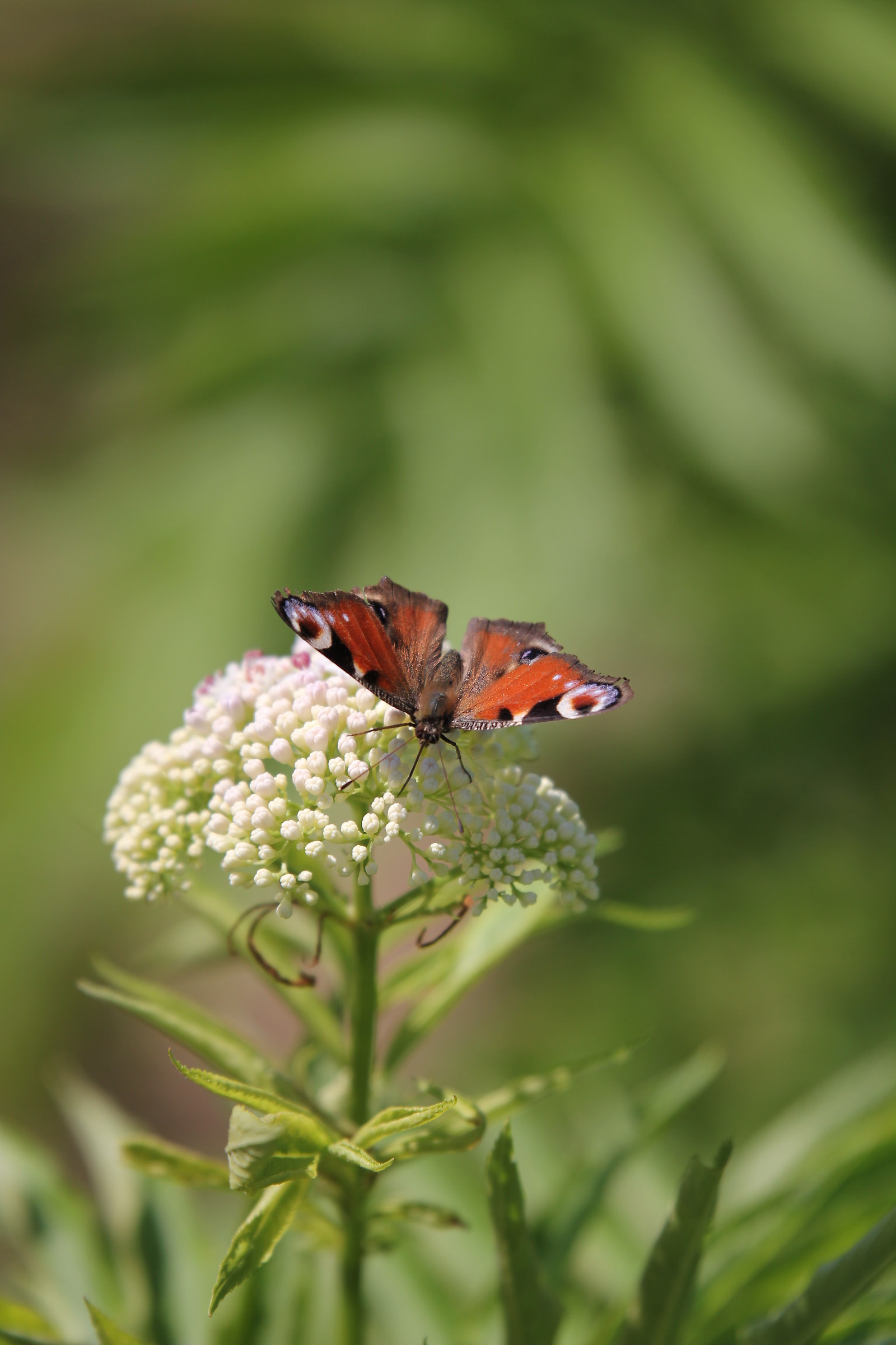 butterfly in sunflowers