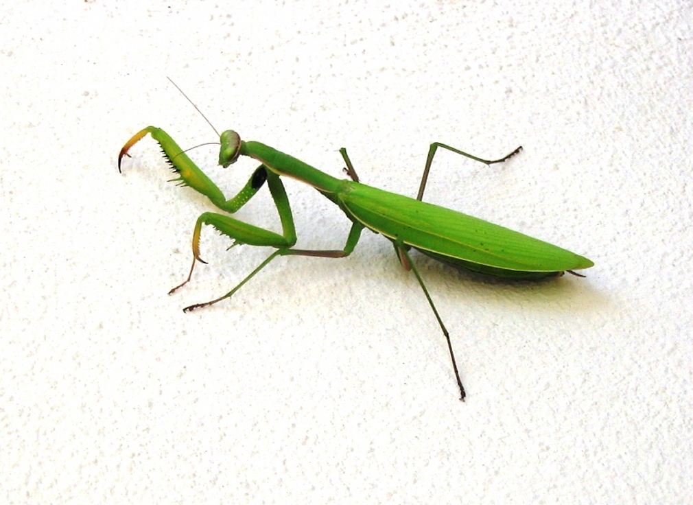 Mantis in the house ...