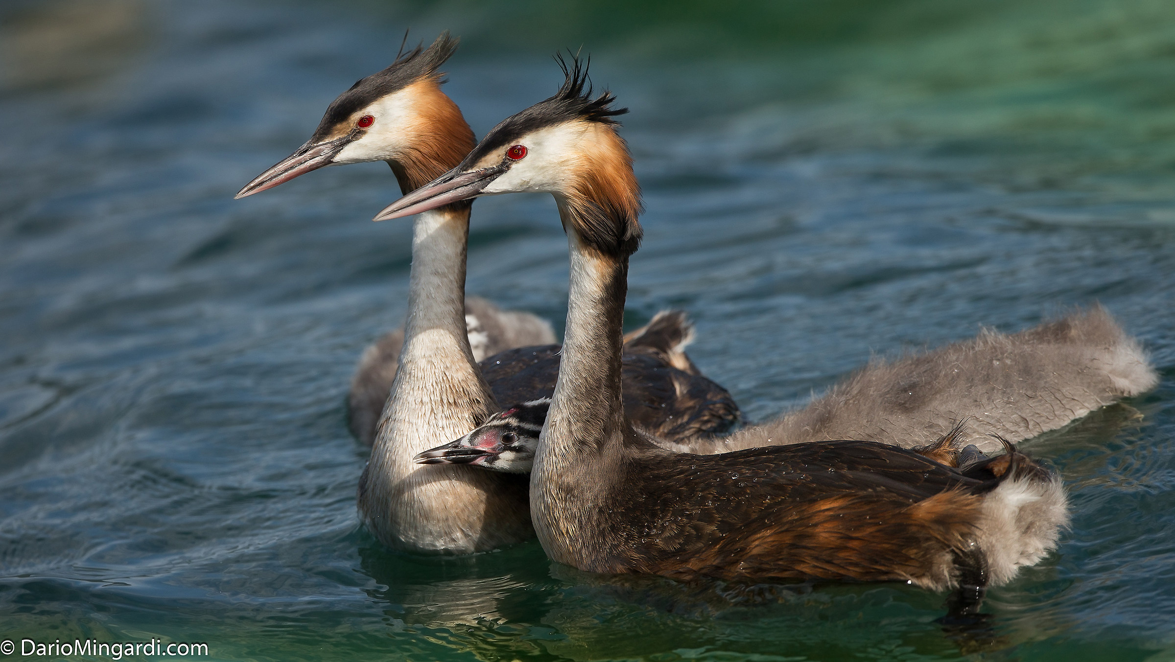 Torbiera del Sebino..famigliola di Svassi