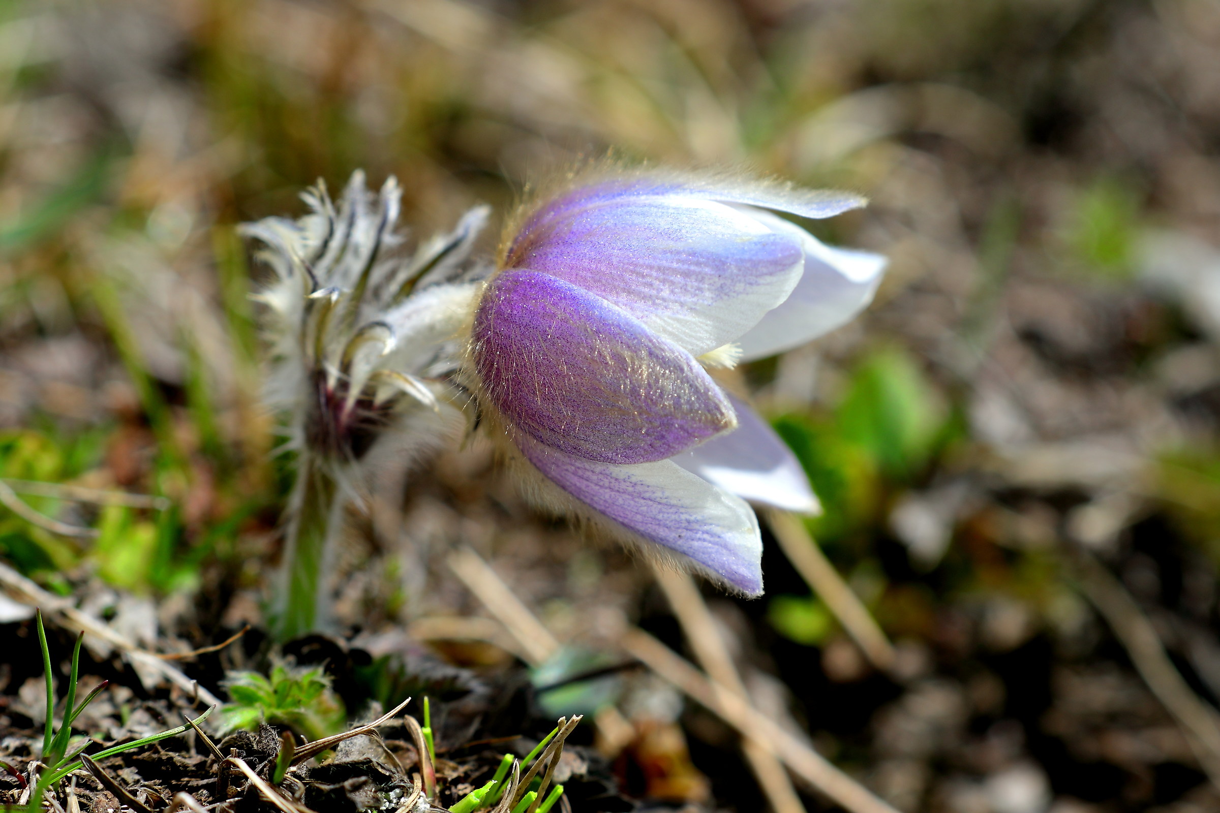 Pulsatilla vernalis (l.) Miller