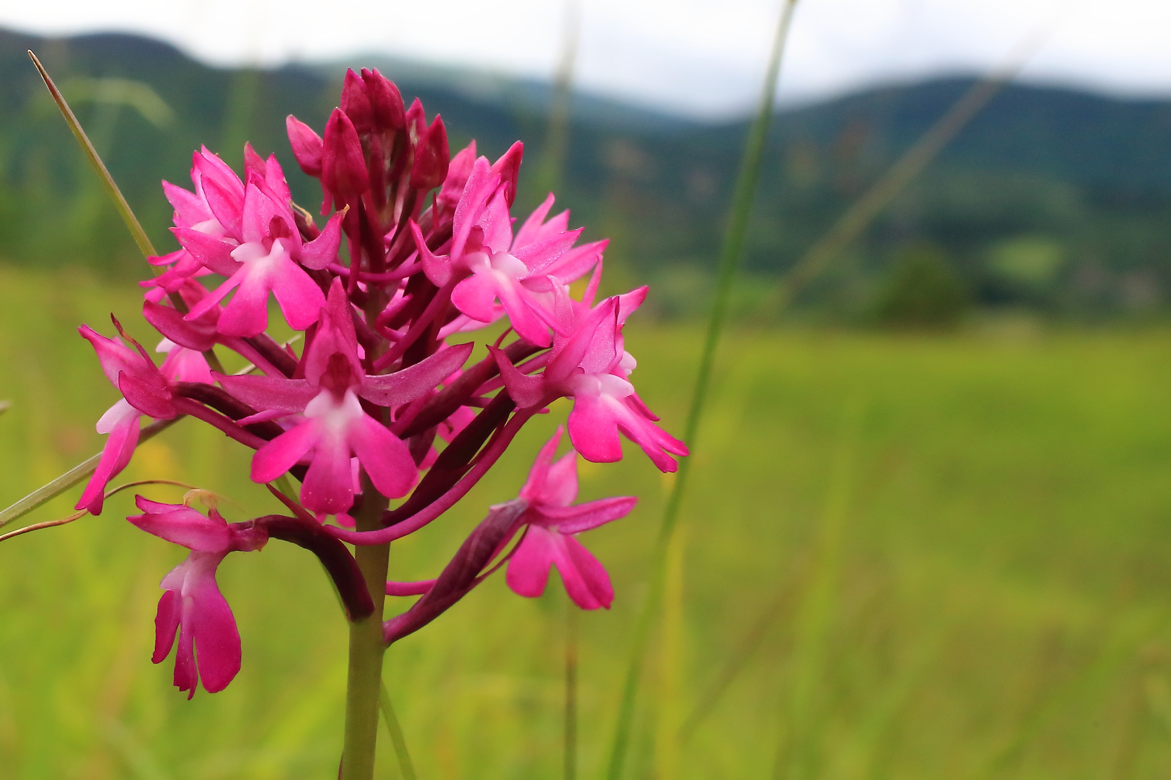Anacamptis pyramidalis