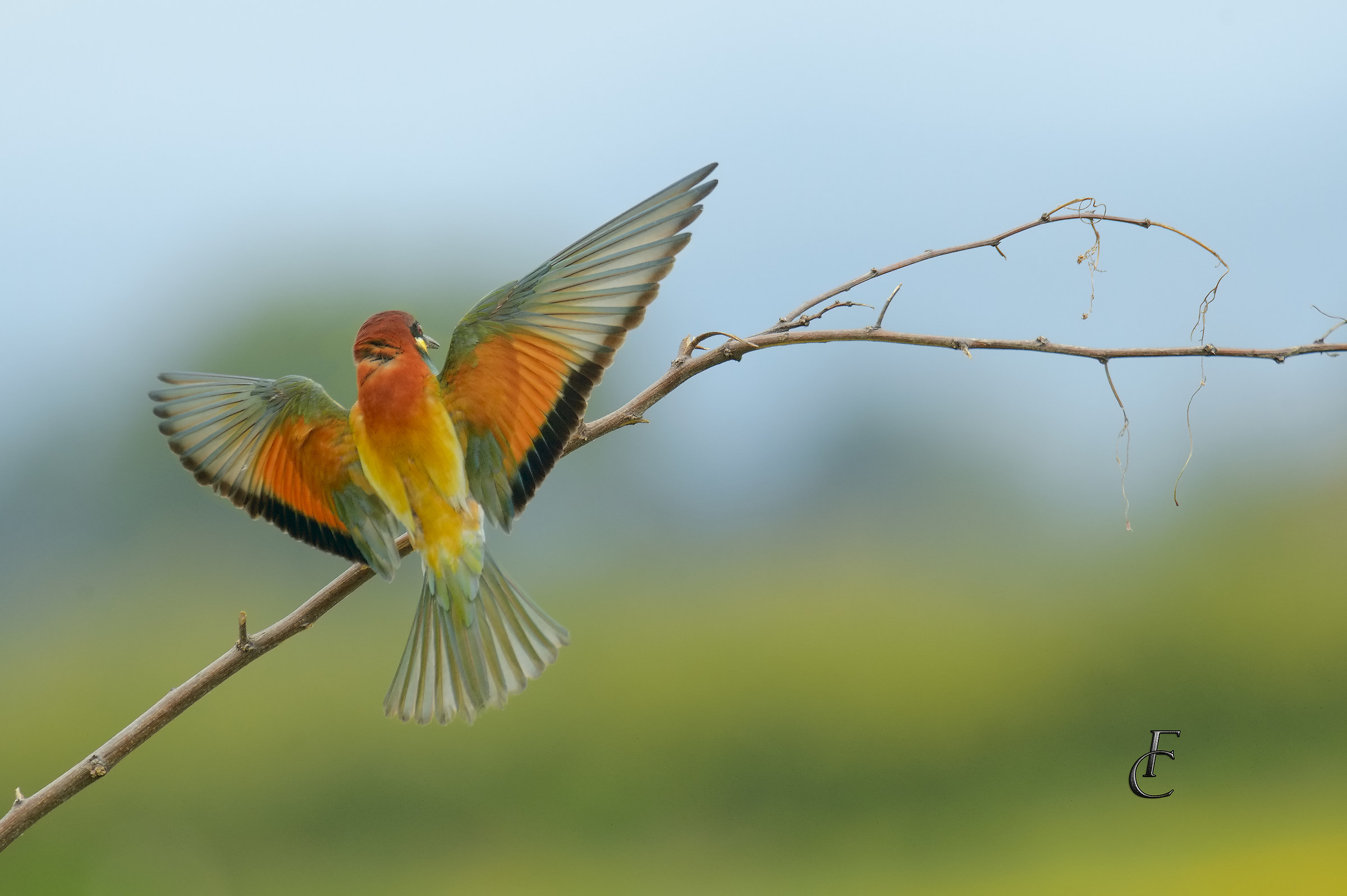Bee Eater