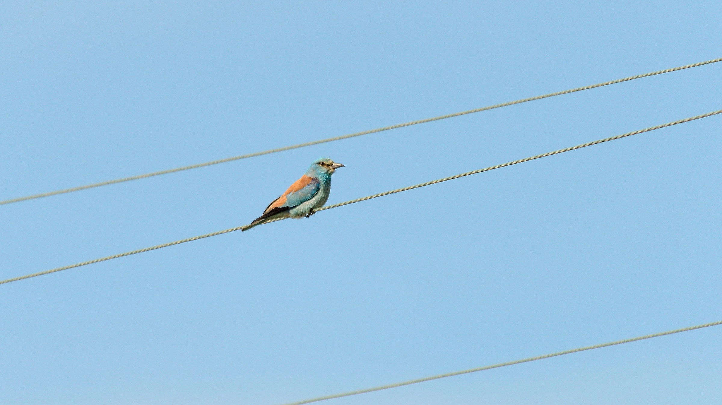 Ghiandaia marina (coracias garrulus )