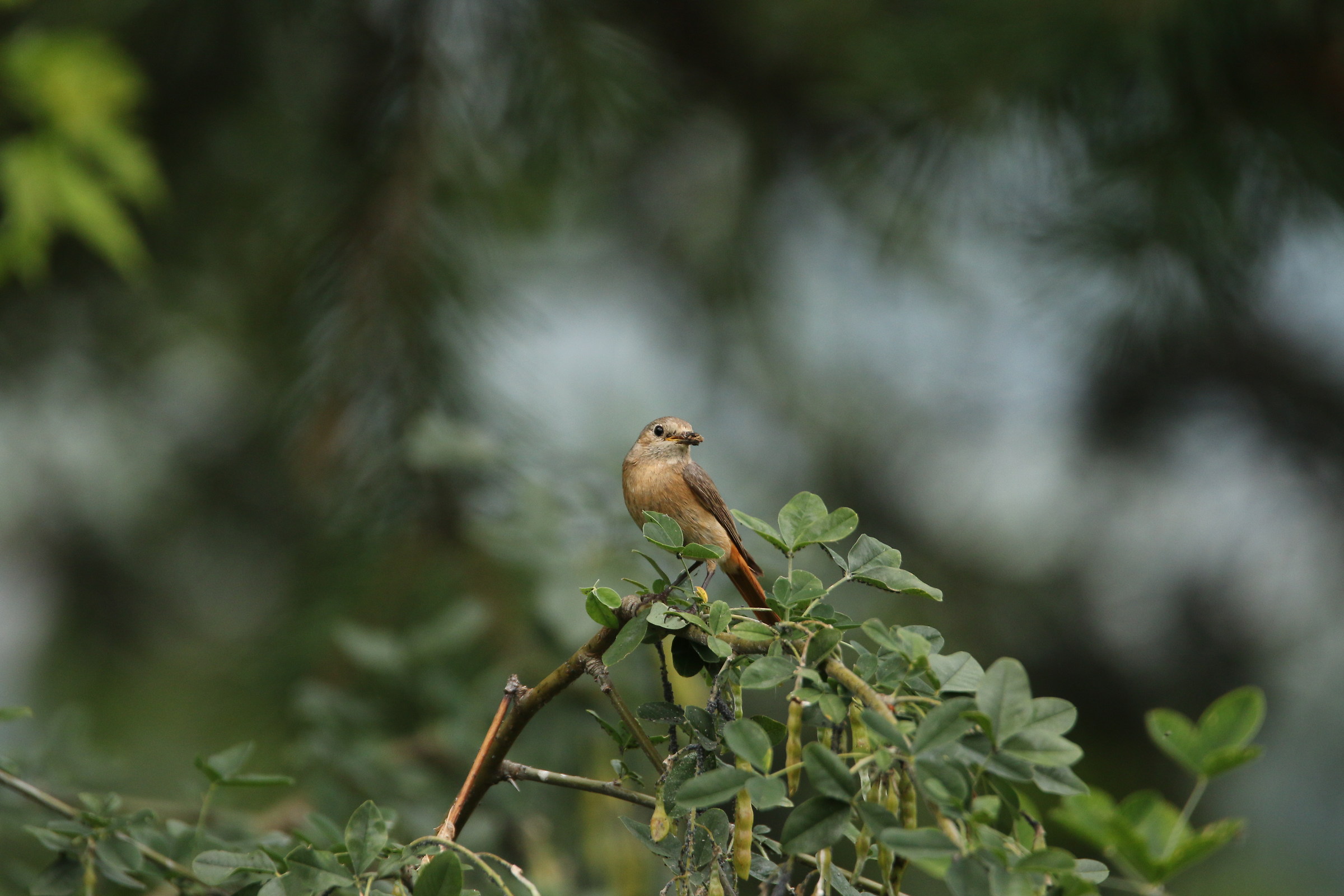 Redstart female