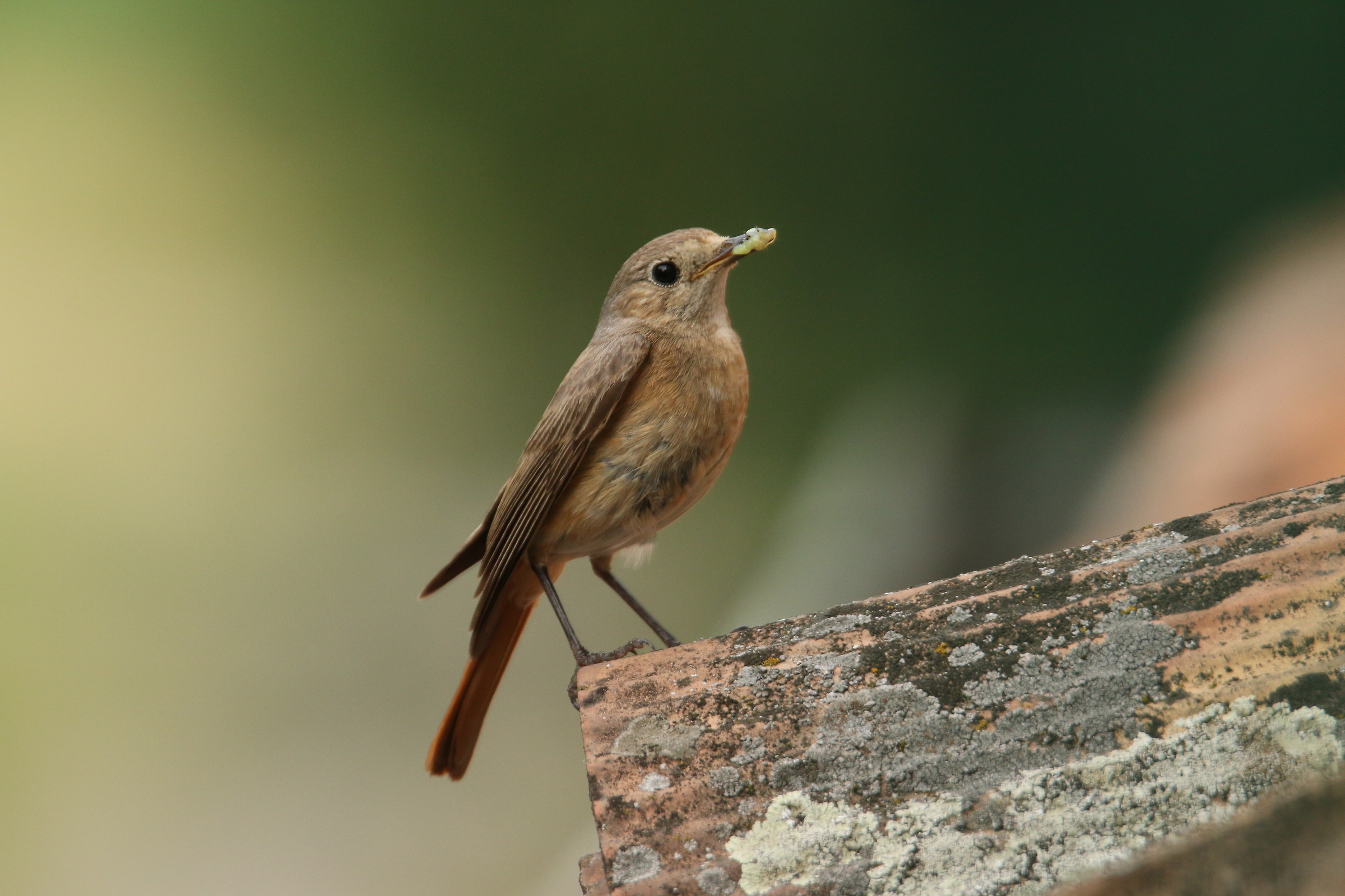 Redstart female
