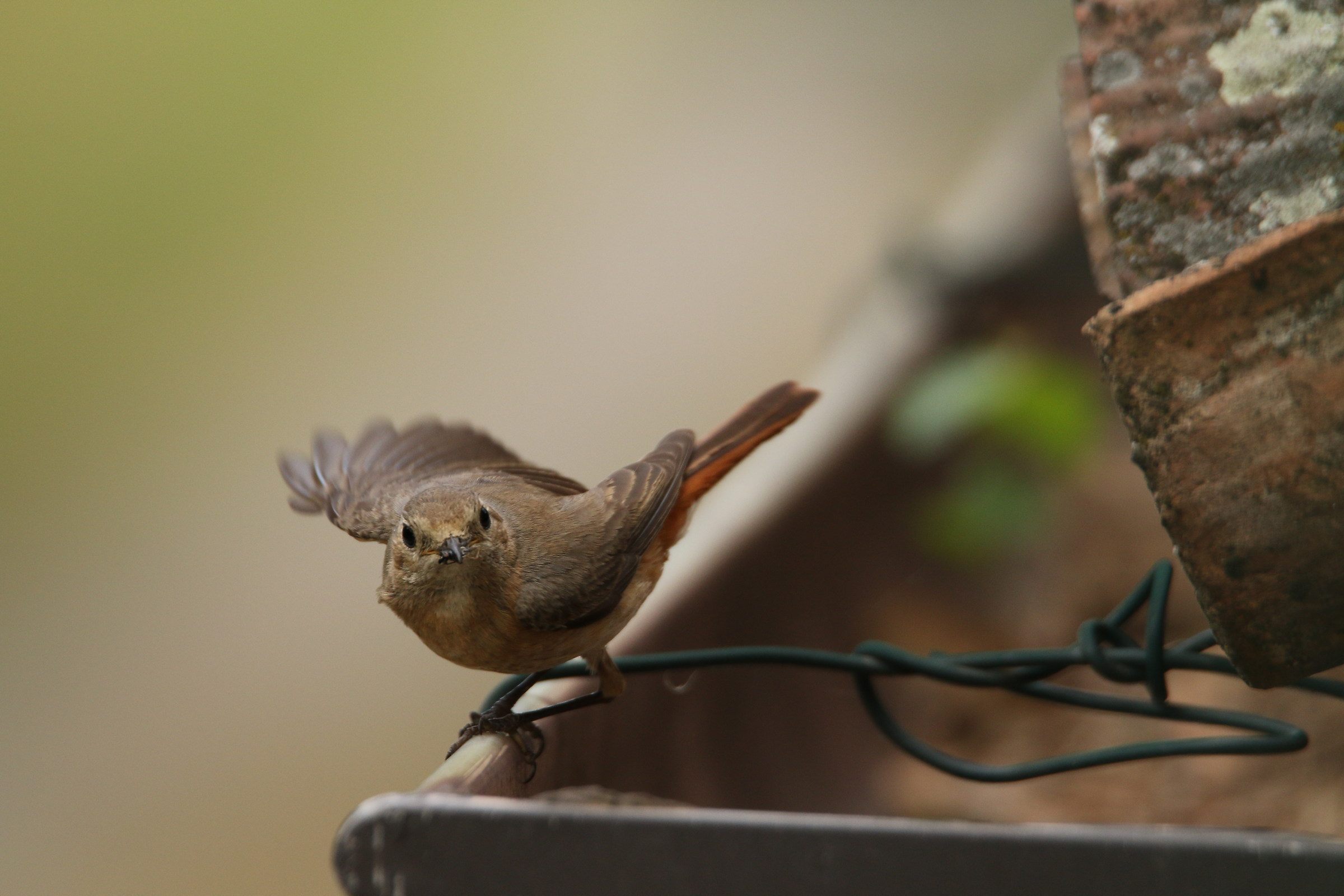 Redstart female
