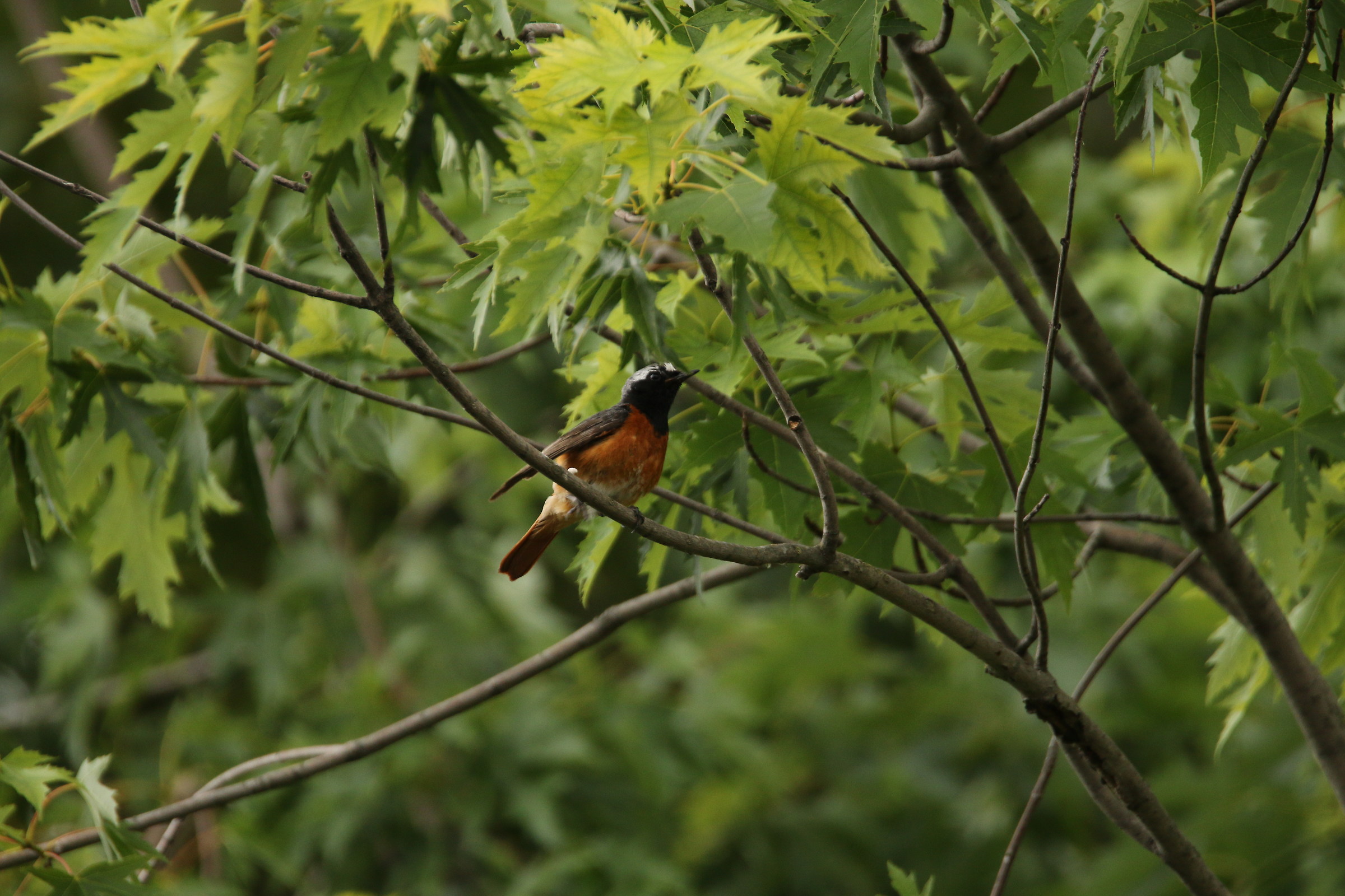 black redstart mashio