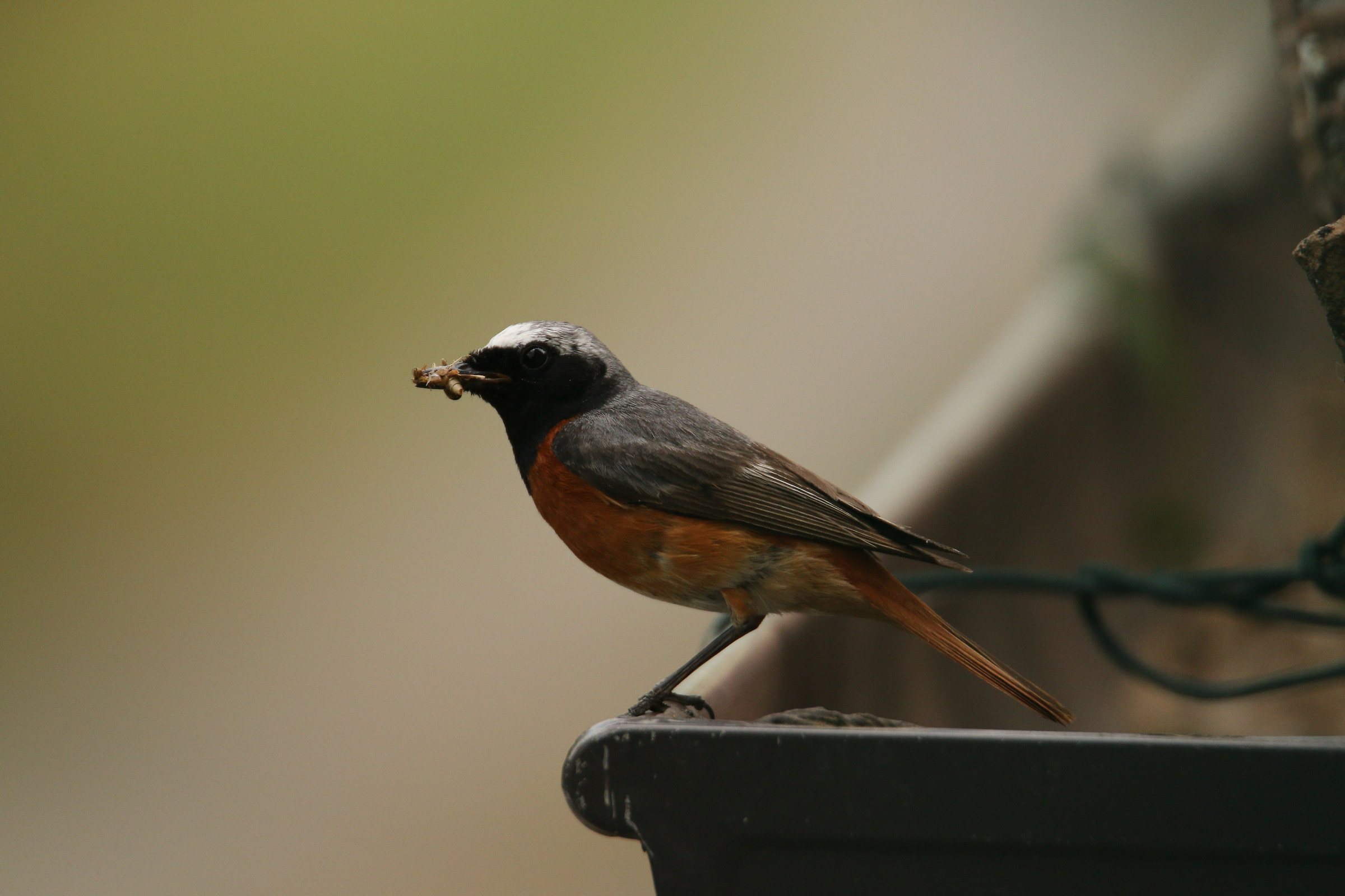 black redstart mashio