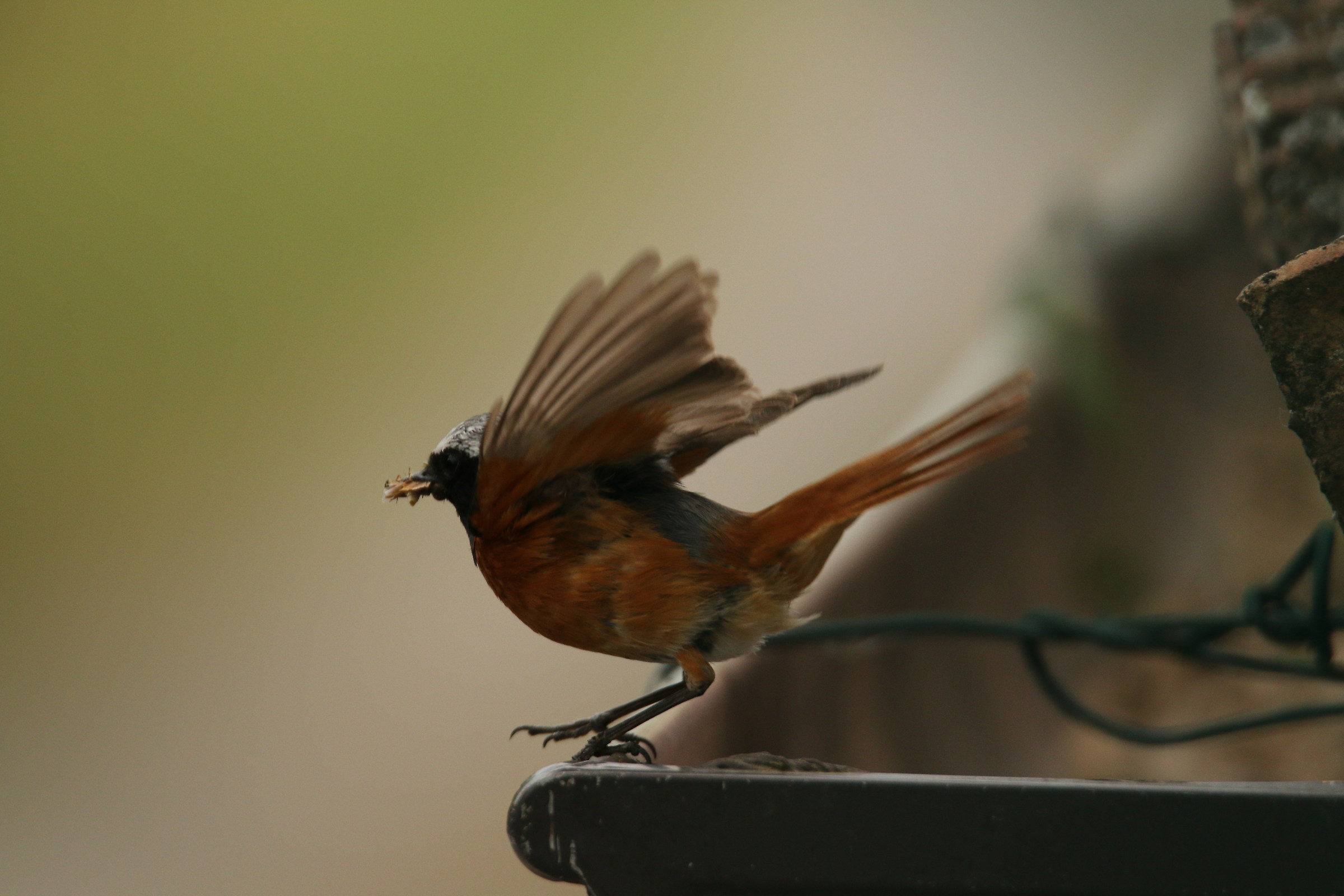 black redstart mashio