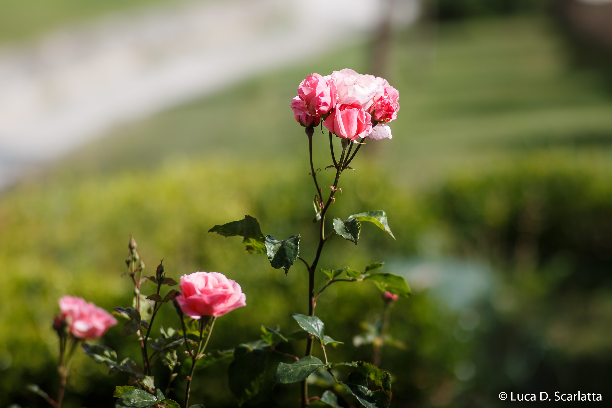 Test Zeiss Planar 2/135 (c / y)