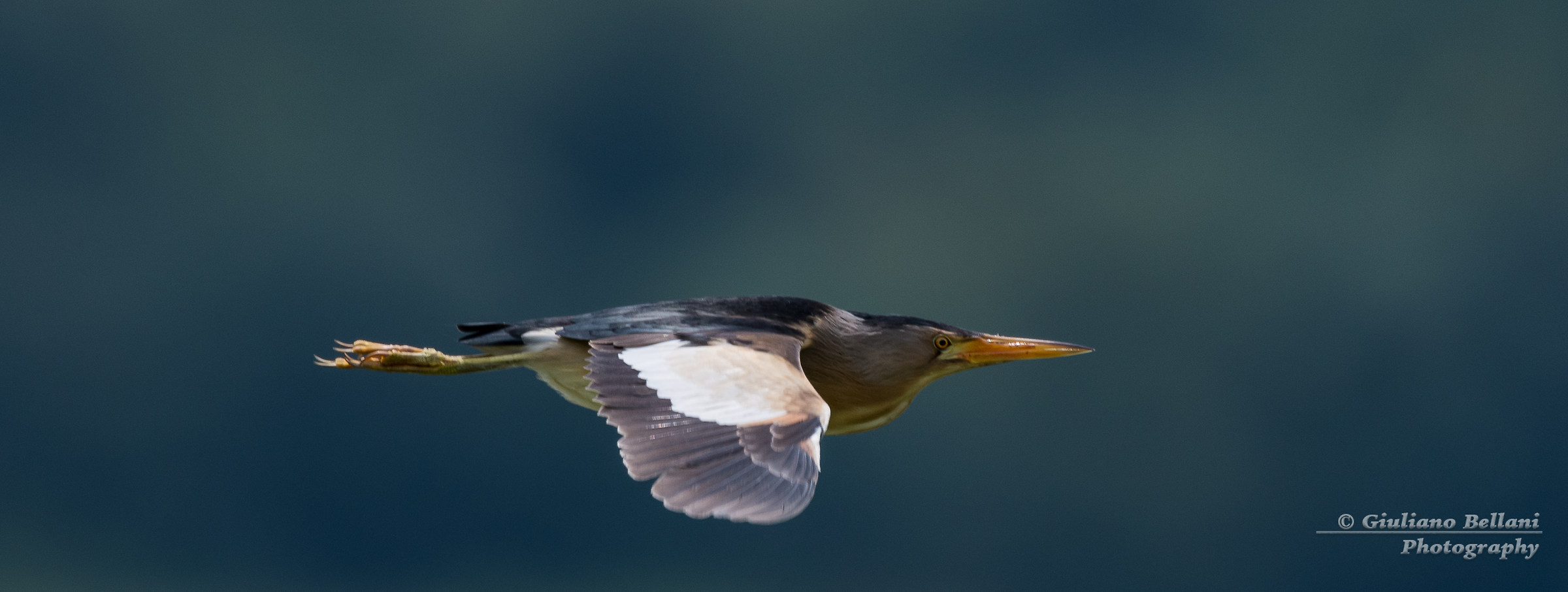 Missile o Uccello ........